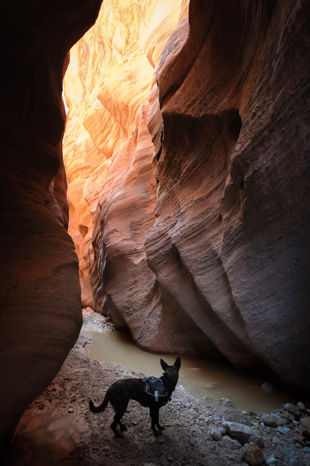A dog standing alone in a glowing sandstone slot above a muddy pool