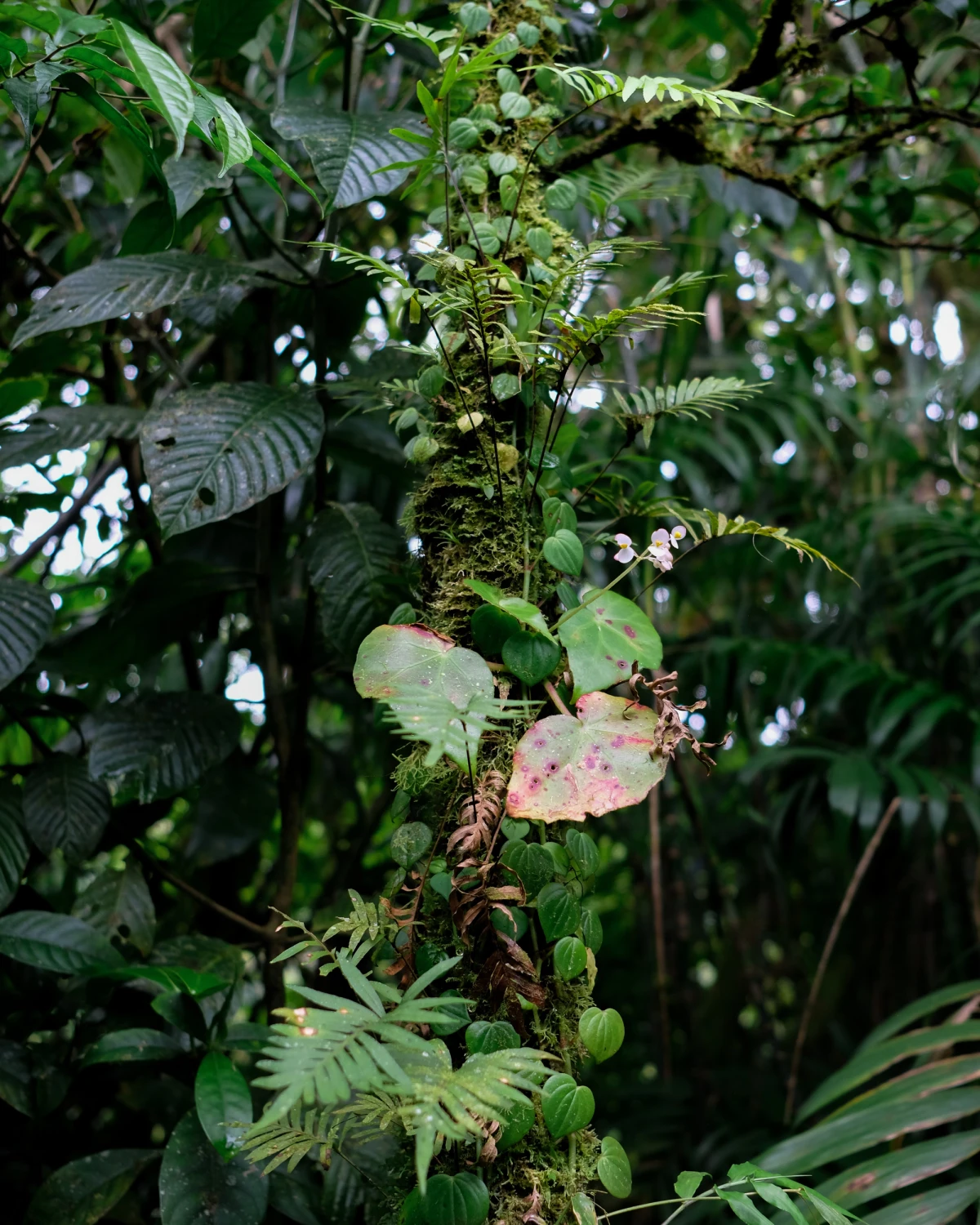 A moss-covered tree trunk hung with ferns, vines, and a pink-tinged heart-shaped leaf, a vertical garden in the cloud forest