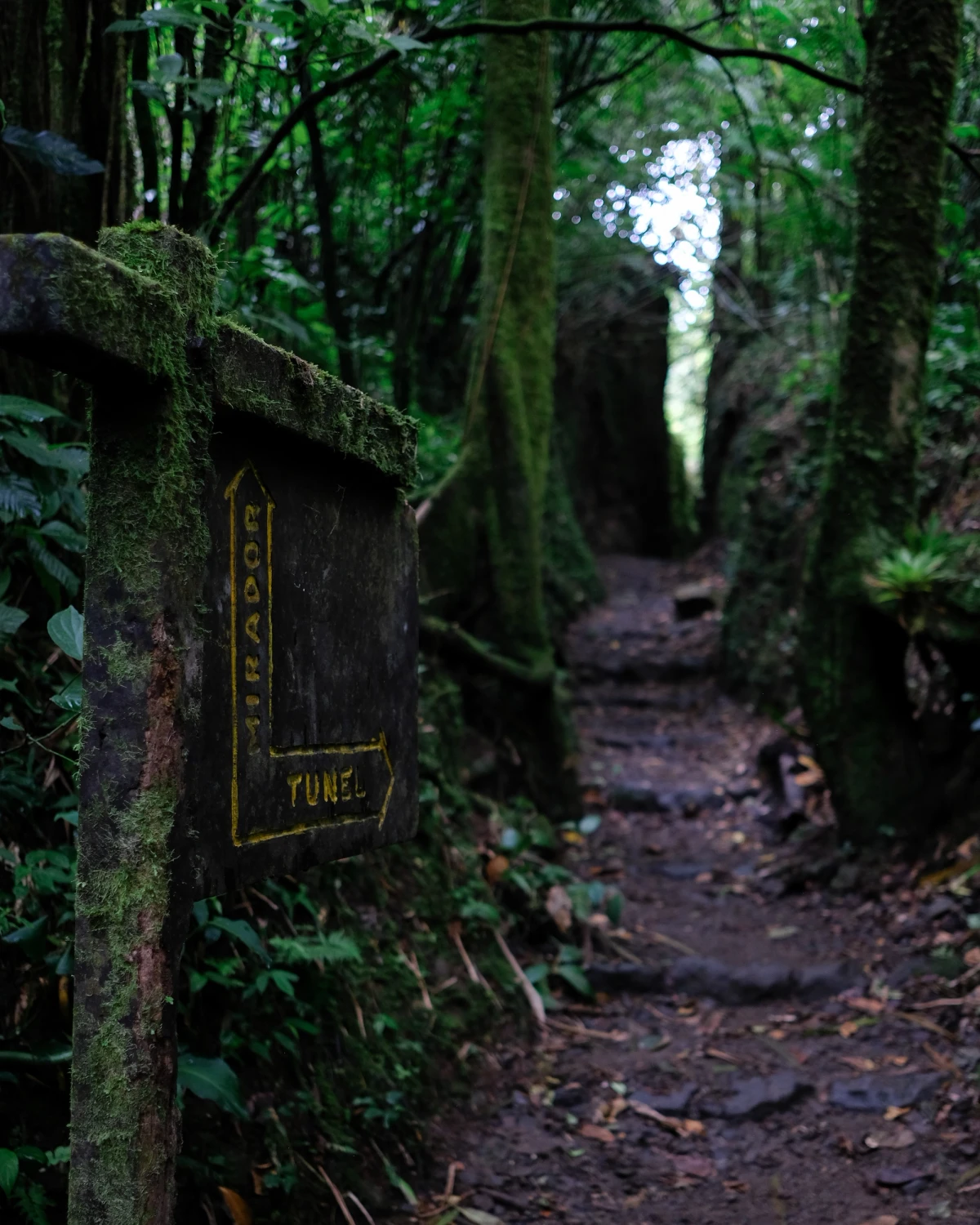 A moss-covered wooden trail sign reading “Mirador” and “Túnel” beside a dark, root-laced path climbing into the cloud forest