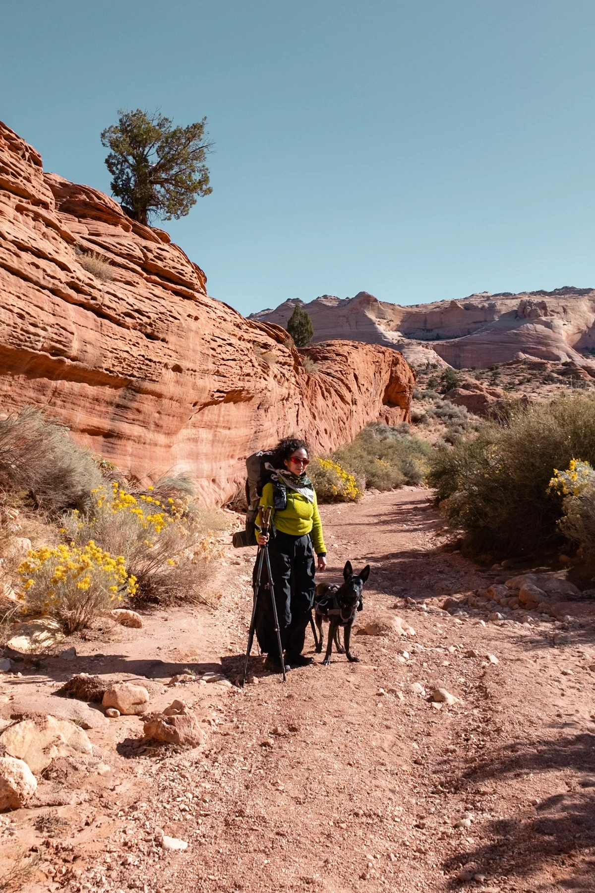 A woman and dog walking out along a sandy wash between red walls and desert brush