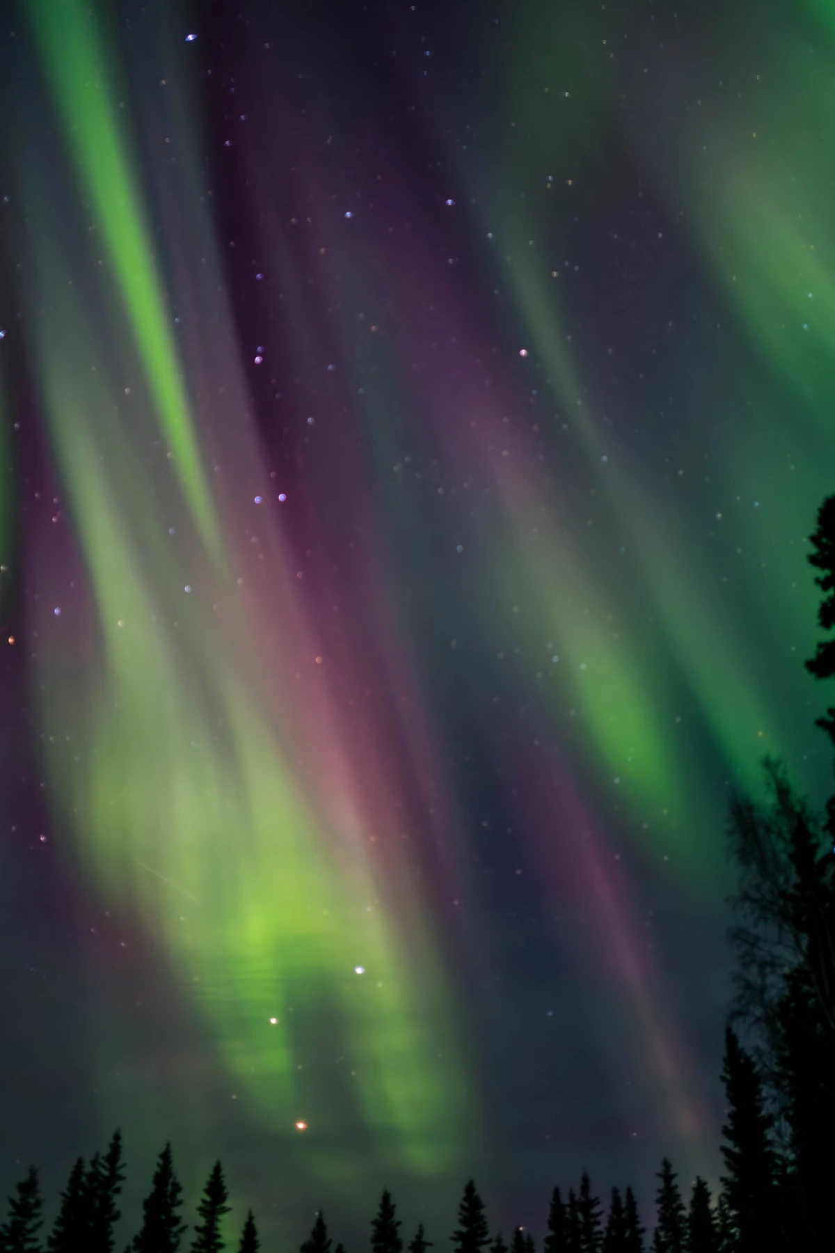Green and purple aurora rays rising over a low spruce skyline under a field of stars