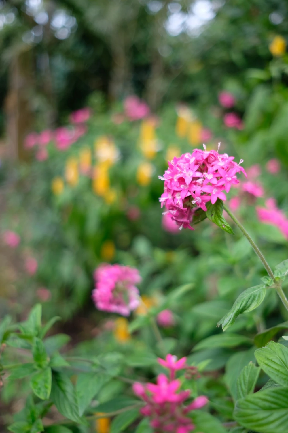 Clusters of bright pink flowers and yellow blooms in a lush garden at the base of Mombacho