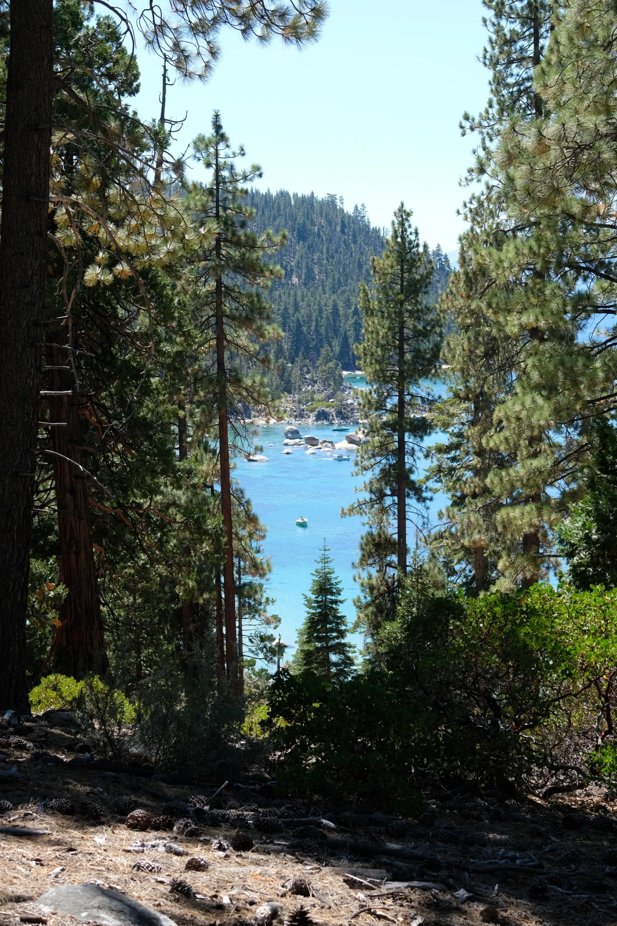 Lake Tahoe seen through a stand of tall pines from a forested slope, blue water and far mountains beyond
