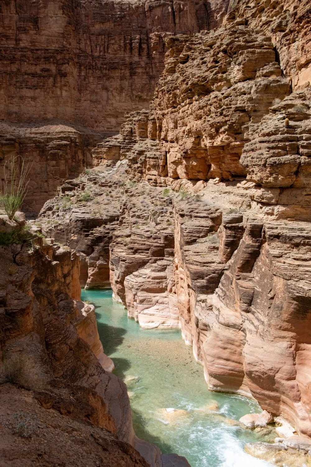 The turquoise Havasu Creek winding through tall, layered red sandstone walls in a narrow stretch of canyon