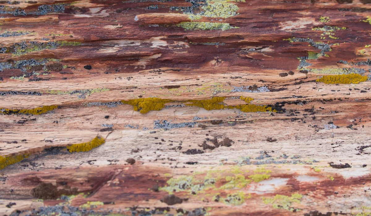 Close-up of petrified wood streaked with red and cream, dotted with yellow and grey lichen