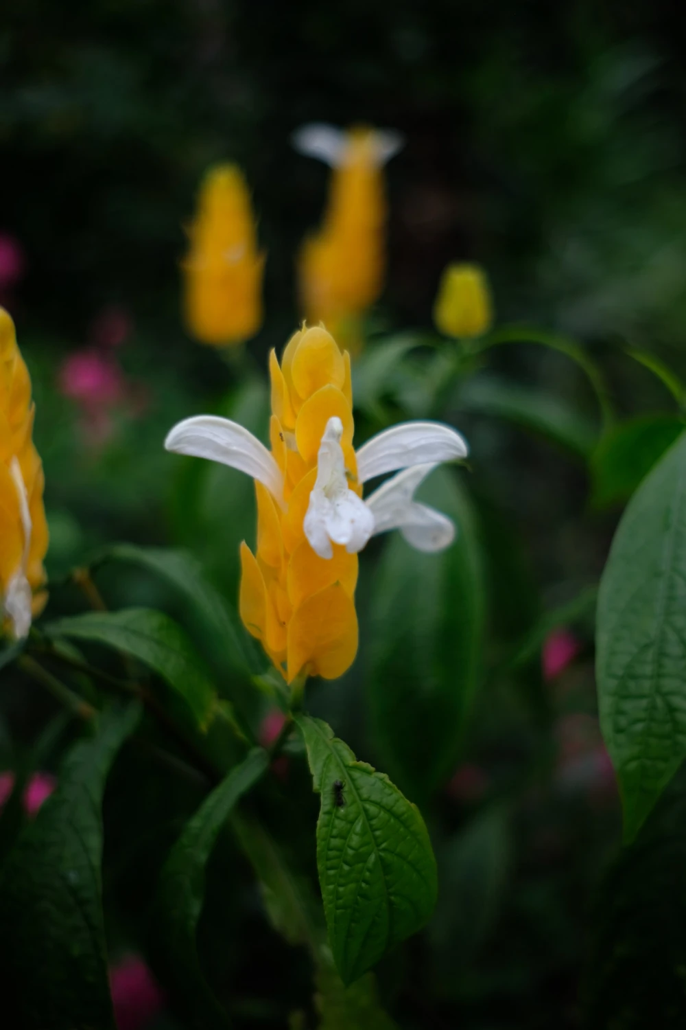 A golden shrimp plant with yellow bracts and small white flowers against dark green foliage