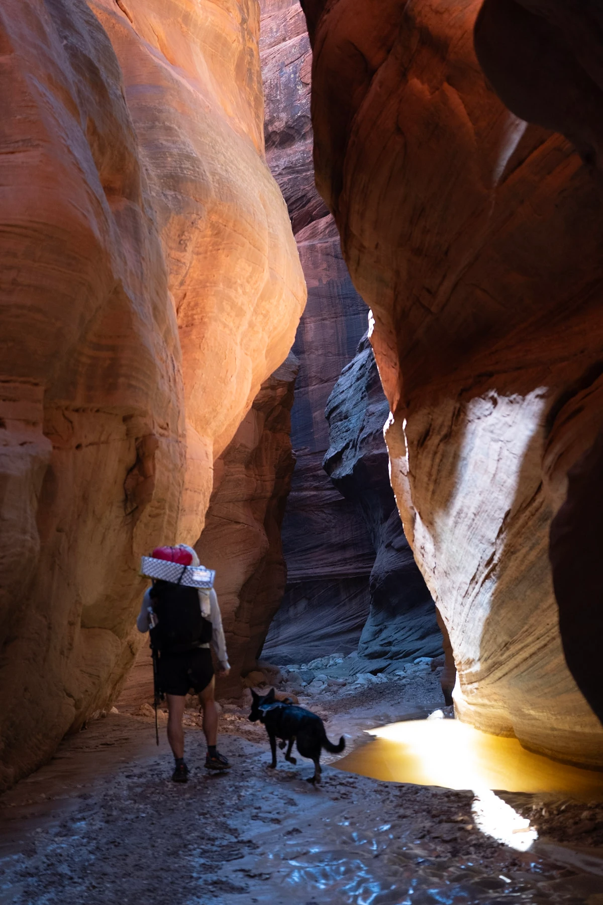 A hiker and dog walking deeper into Buckskin Gulch past a sunlit pool