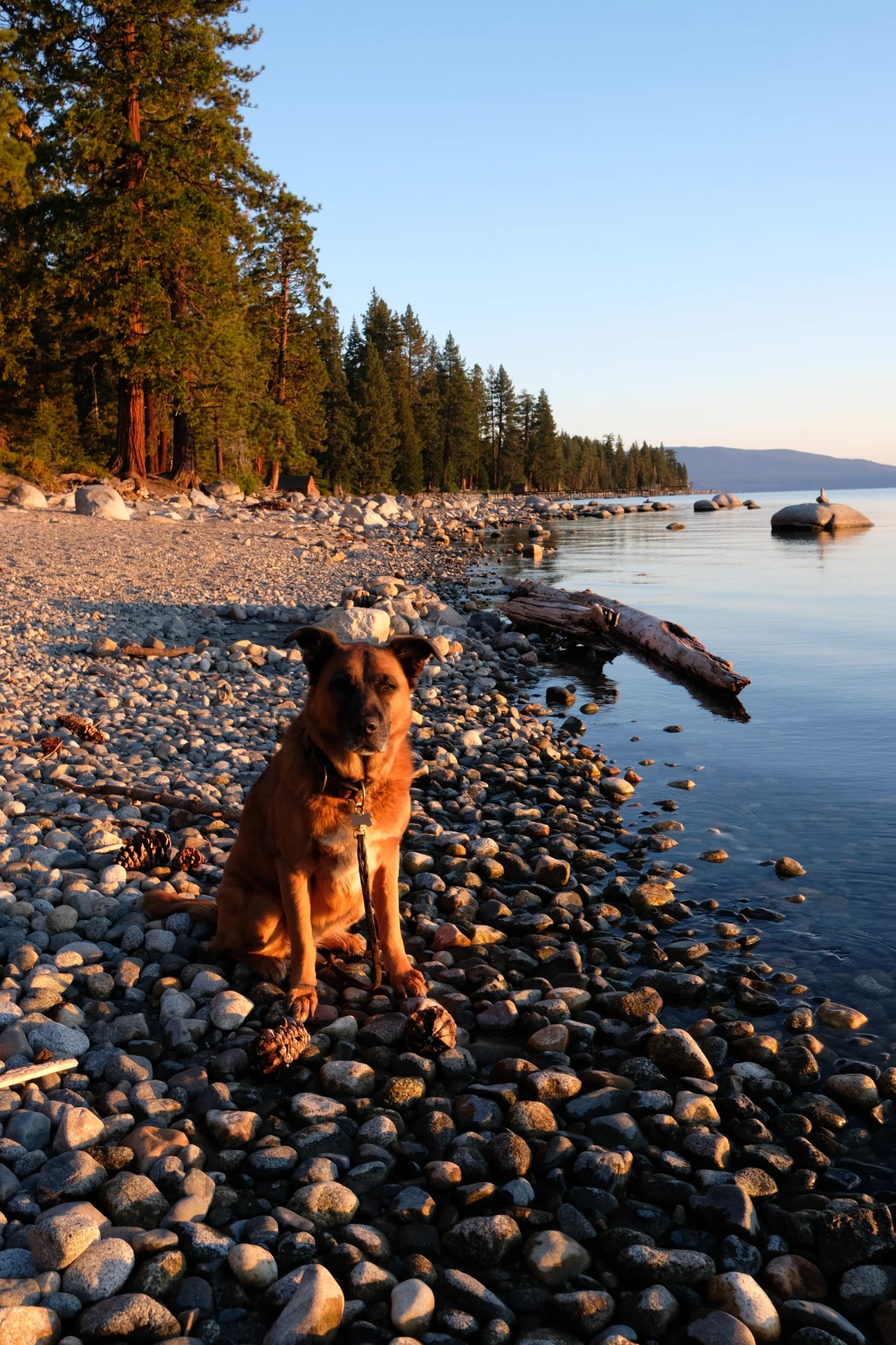 A dog sitting on a cobblestone beach at Lake Tahoe in warm evening light, pines and calm water behind