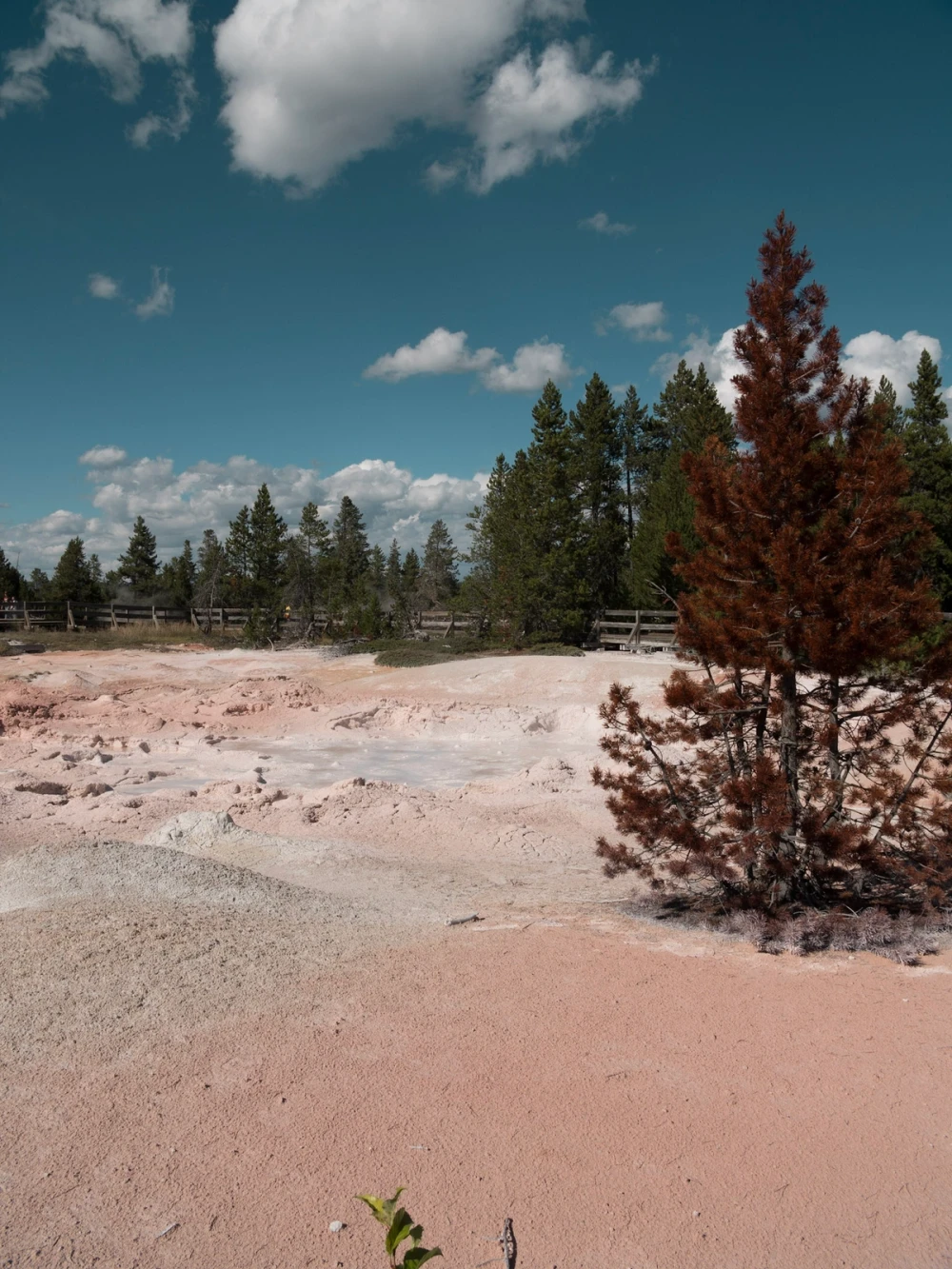 Pink and tan mineral mud flats with a single rust-tinged pine and a wooden fence under puffy clouds