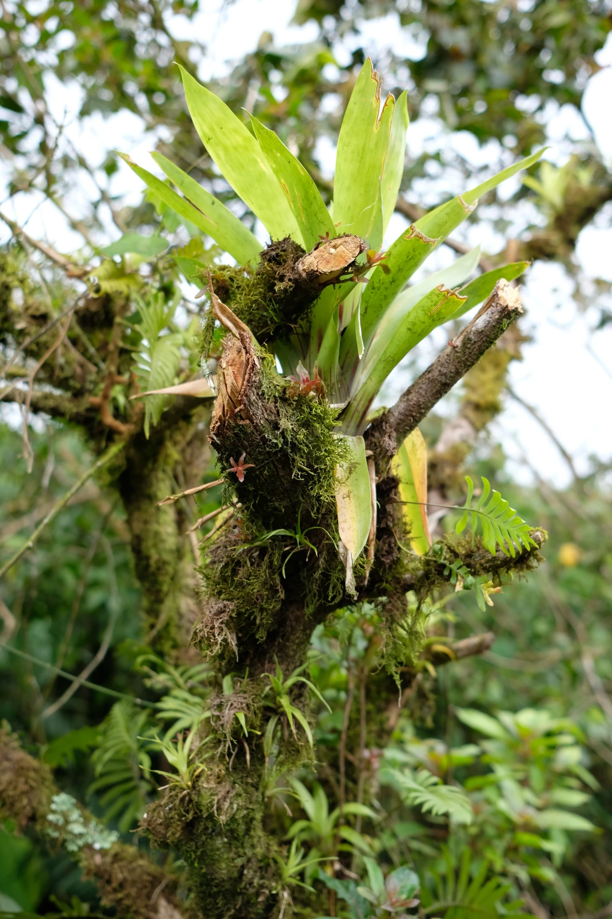 Bromeliads and ferns perched on a mossy branch against a pale, overcast sky