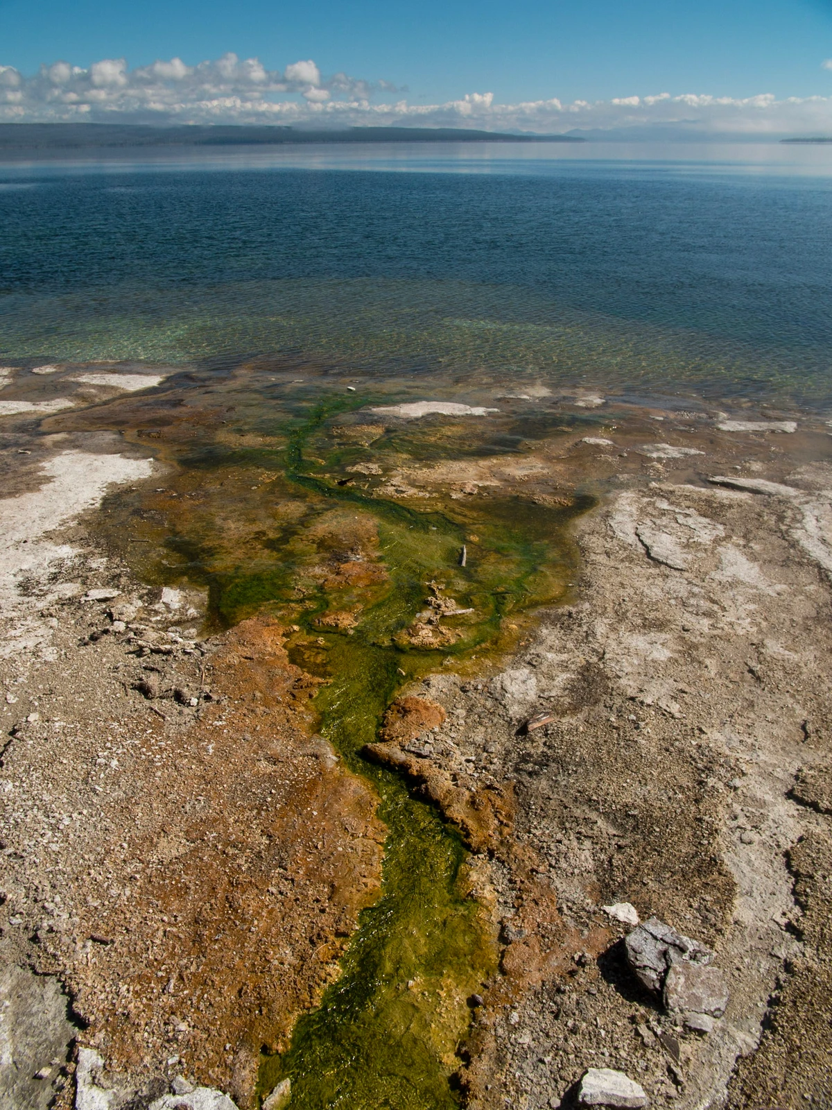 A stream of orange and green microbial runoff cutting across pale ground into the clear shallows of Yellowstone Lake