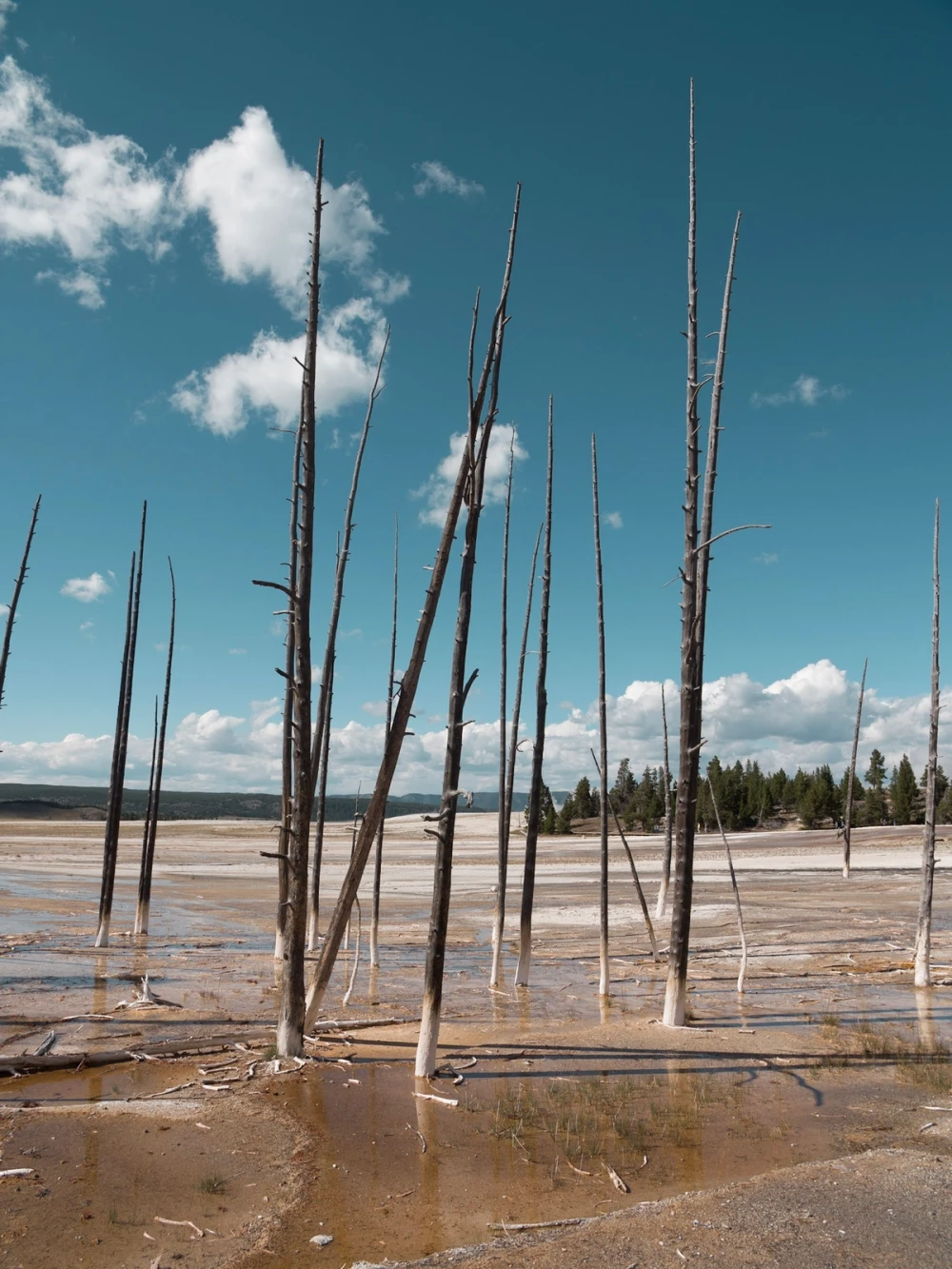 Bleached, dead tree trunks standing upright in a flat of pale thermal ground under a blue sky