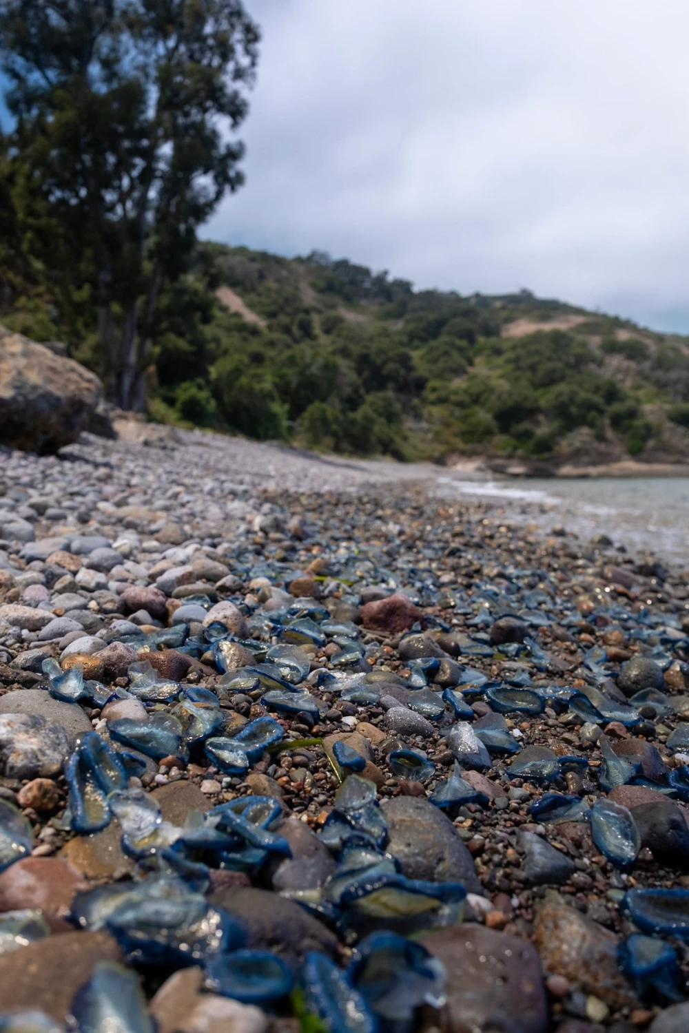 A pebble beach scattered with hundreds of small stranded blue by-the-wind sailors among the stones, green hills behind under an overcast sky