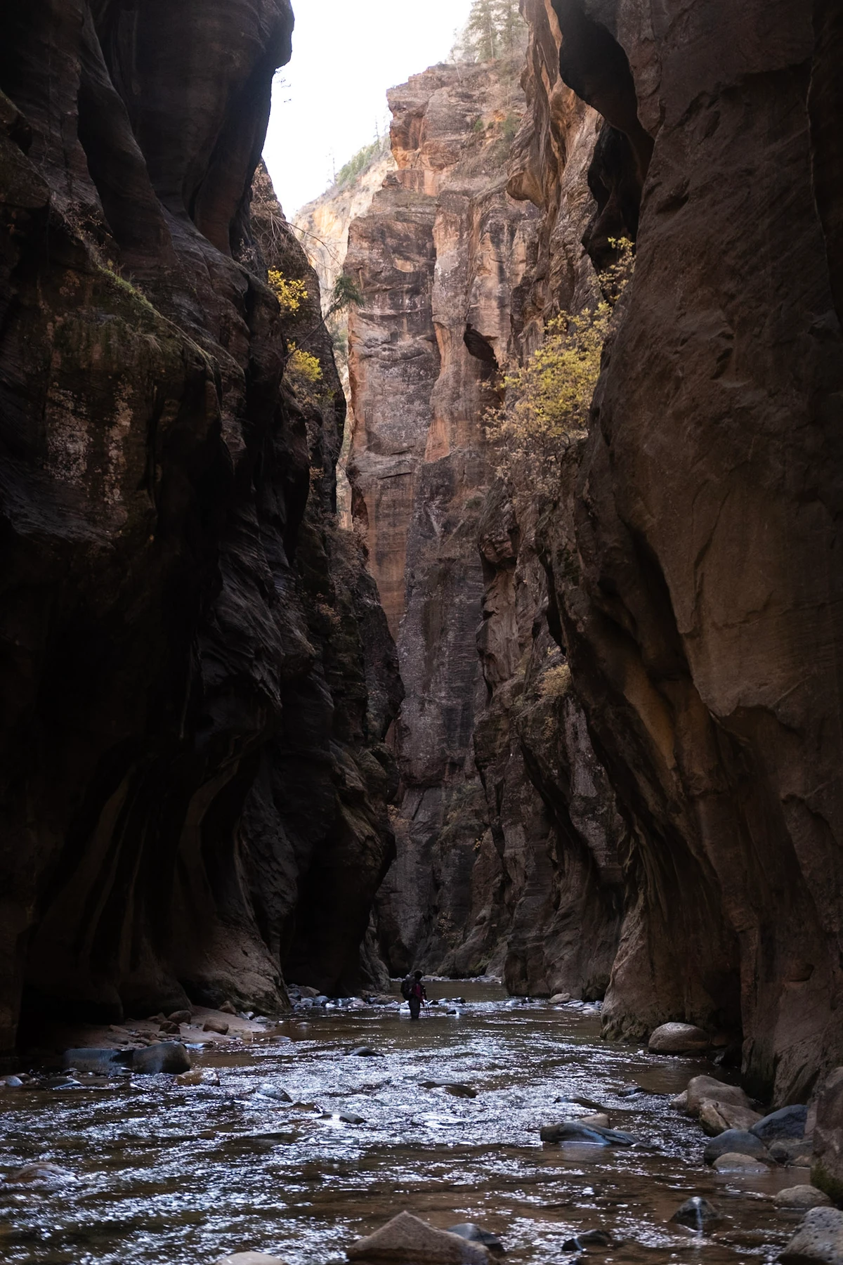 A hiker wading the Virgin River between towering canyon walls in the Narrows