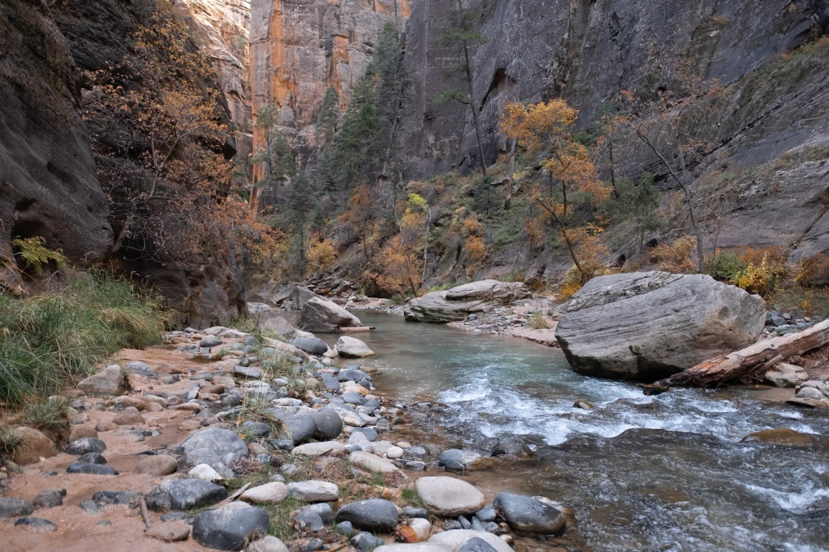 A wide stretch of cobbled riverbed lined with golden fall trees in the upper canyon