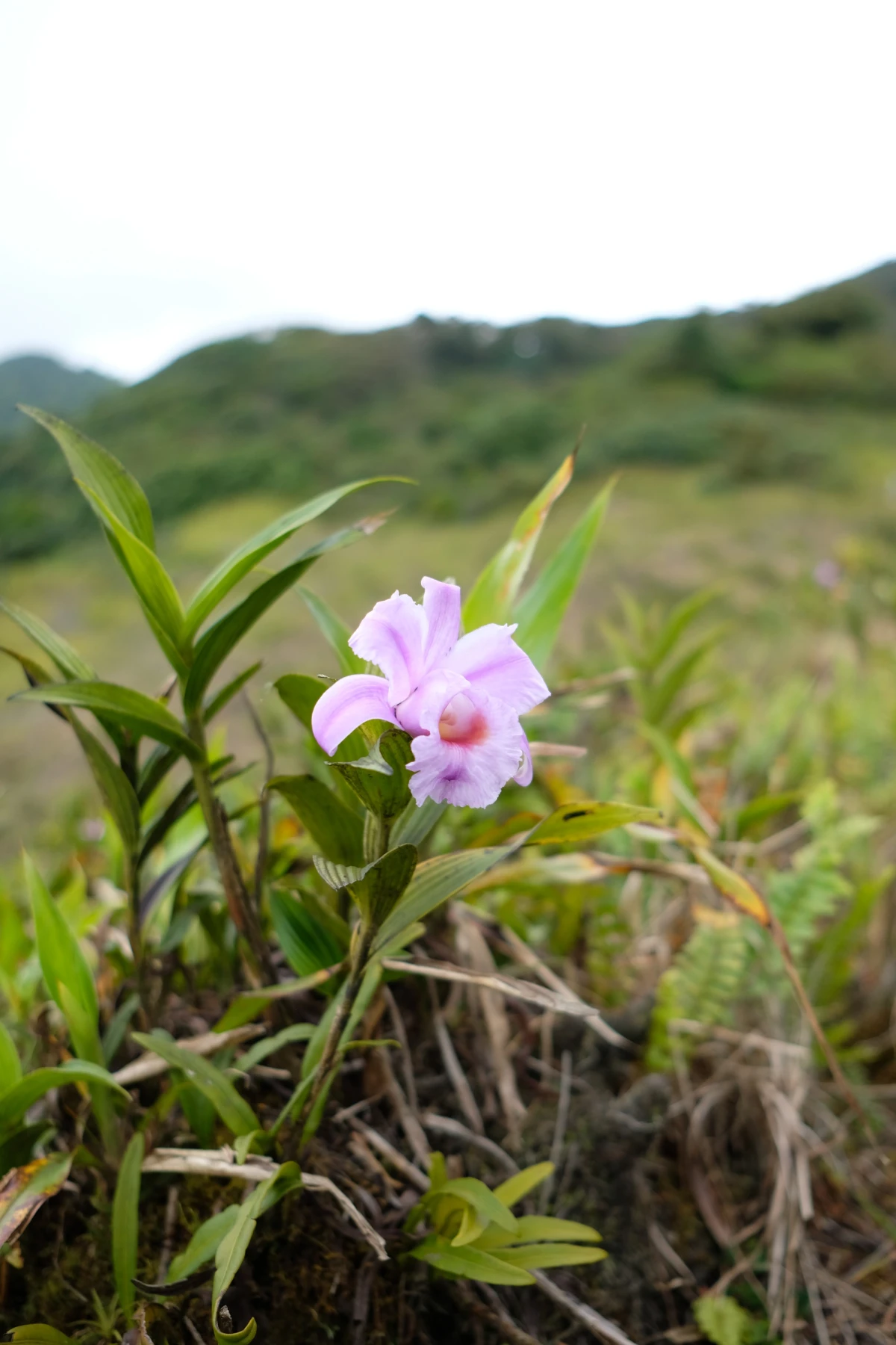 A pale lavender orchid blooming on a grassy crater rim with the hazy forested lowlands falling away behind