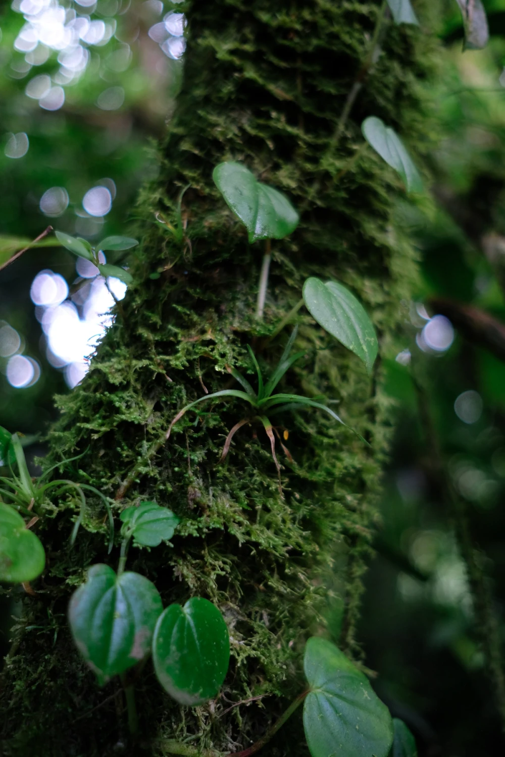 A mossy tree trunk studded with small bromeliads and heart-shaped leaves, soft light behind