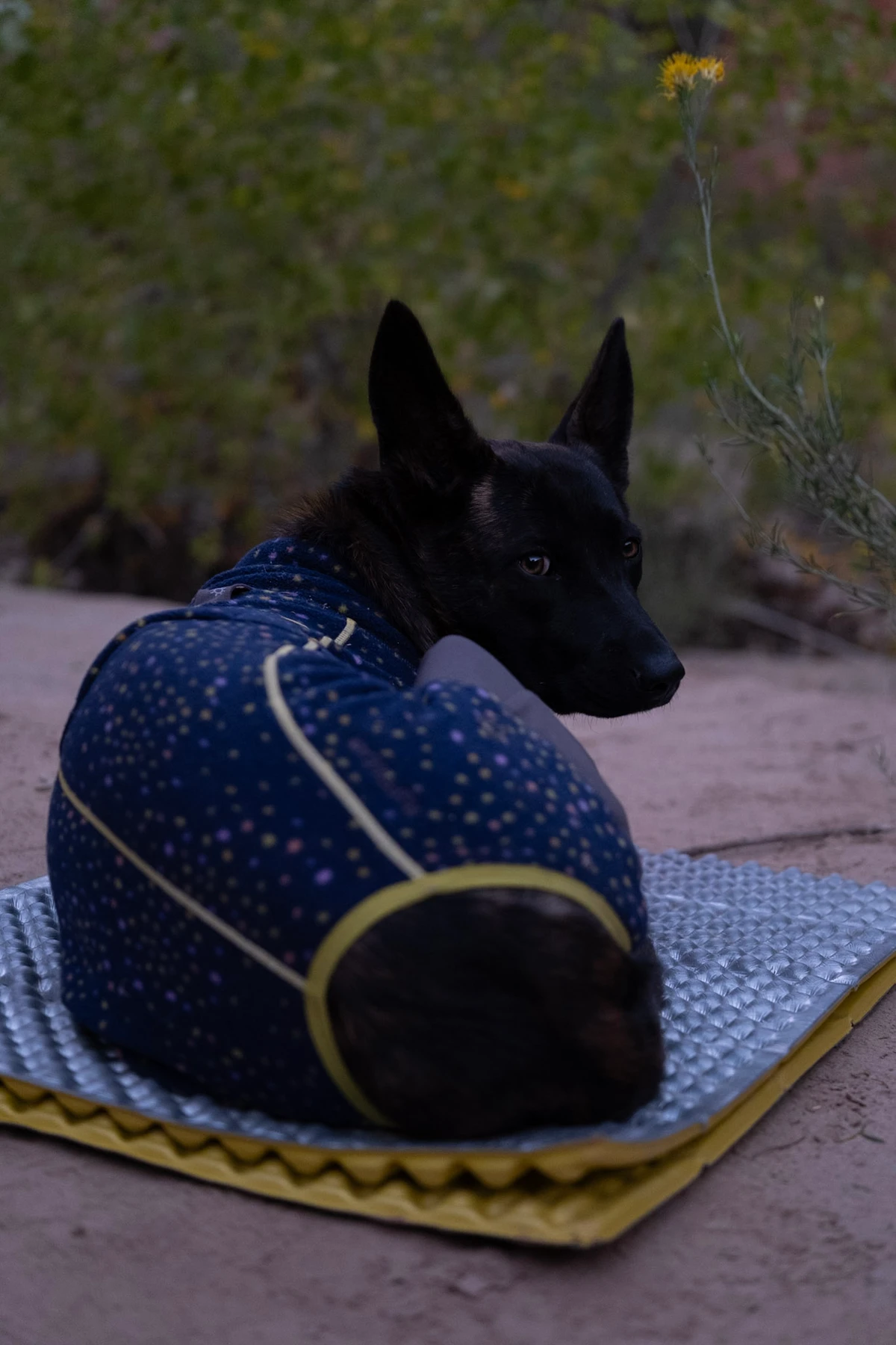 A dog curled up in a quilted jacket on a sleeping pad at camp