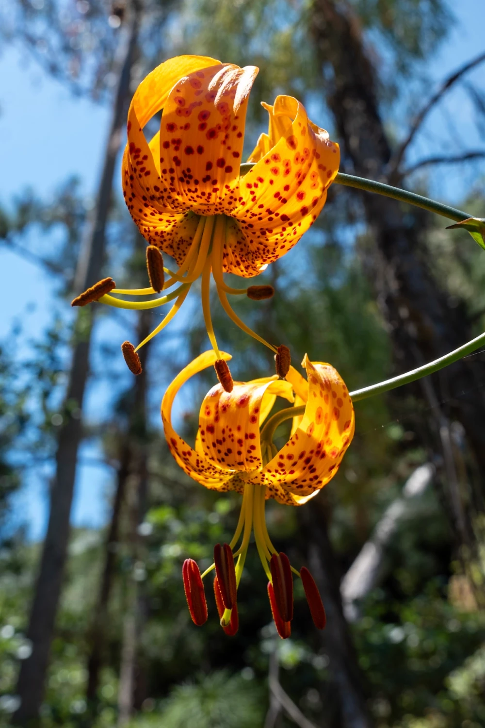 Two orange, red-spotted Humboldt lilies with recurved petals, backlit against a blurred pine forest and blue sky