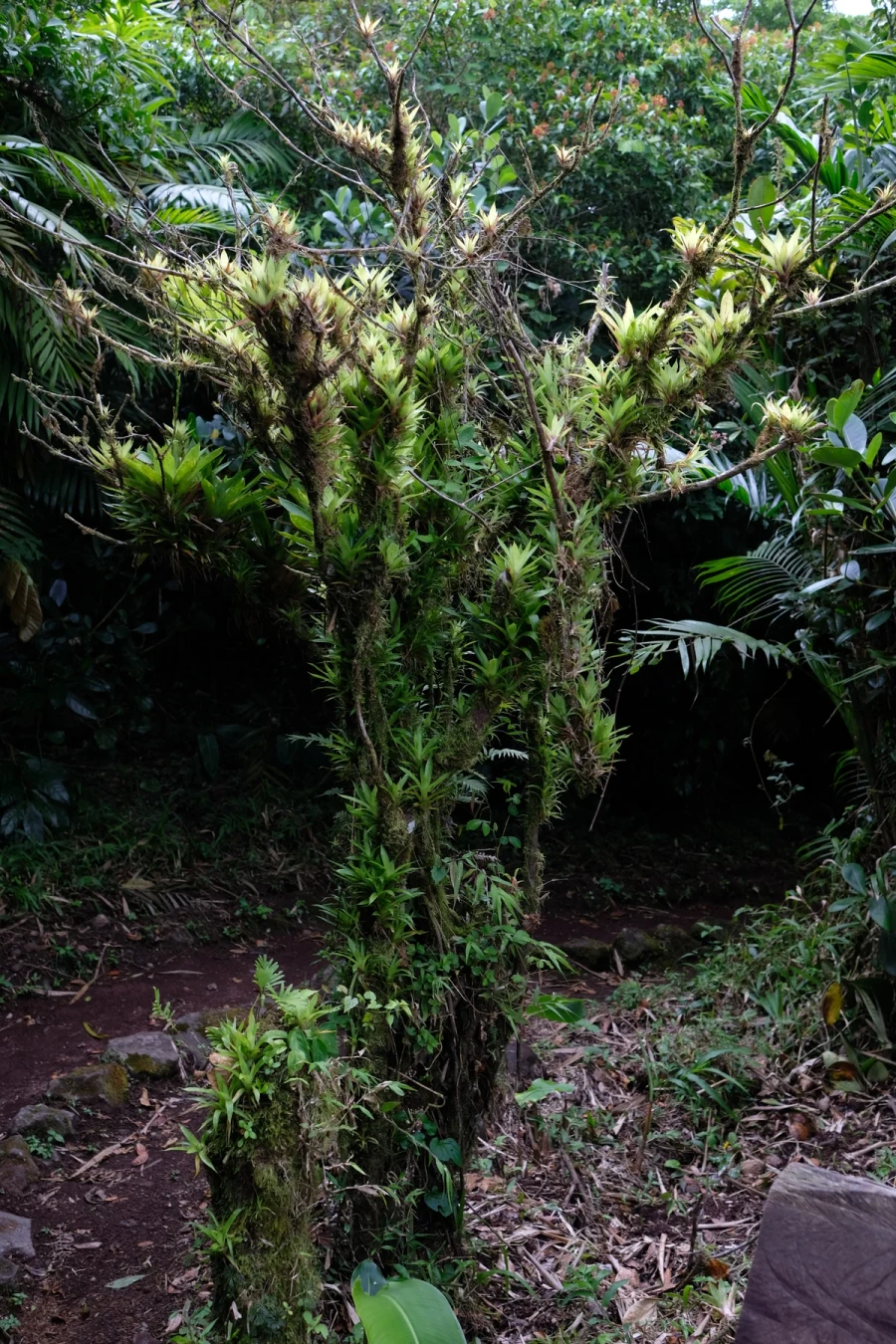 A narrow trail leading into a dense Mombacho cloud forest, the trees on either side draped in moss, bromeliads, and ferns