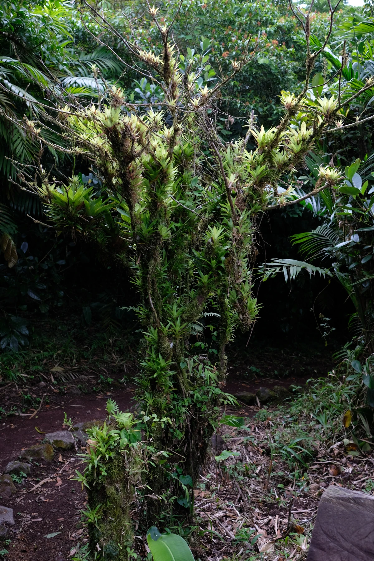 A narrow trail leading into a dense Mombacho cloud forest, the trees on either side draped in moss, bromeliads, and ferns