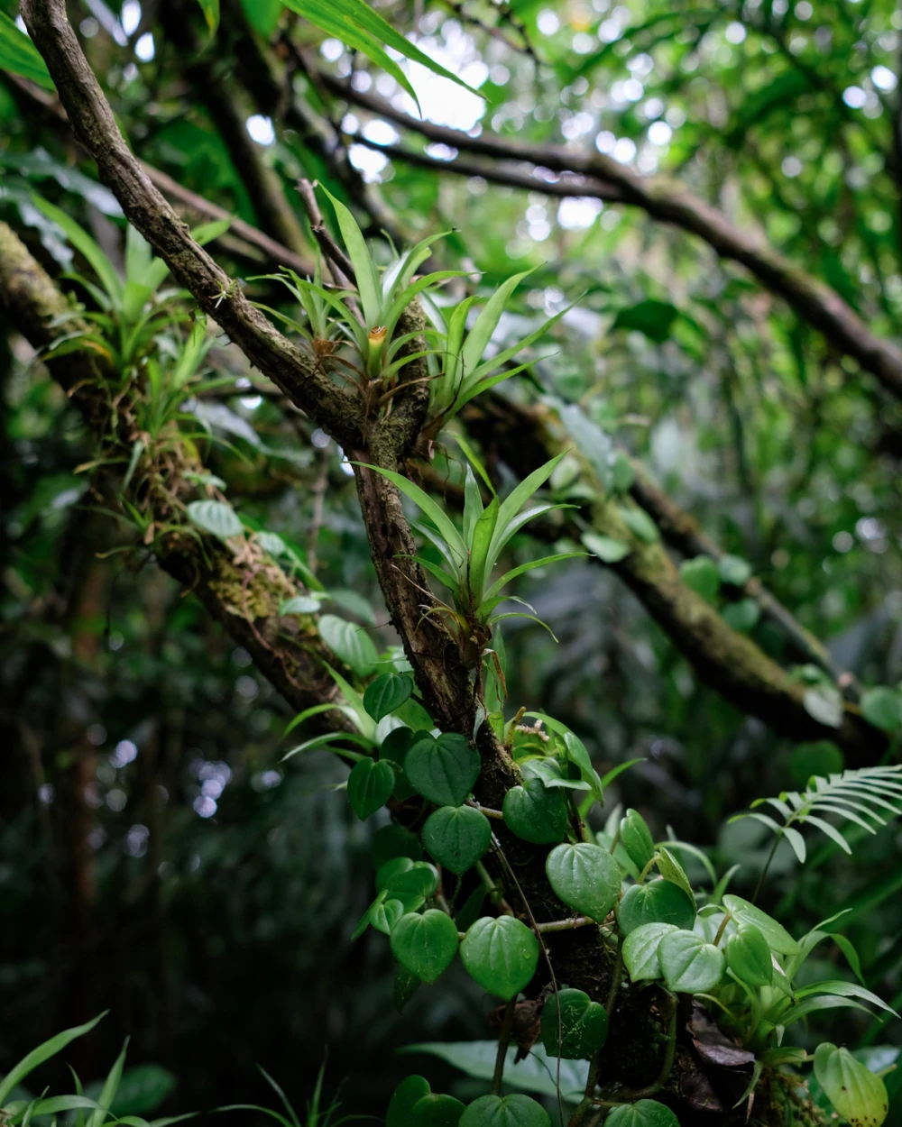 Branches covered in air plants and heart-shaped peperomia vines climbing through the cloud forest