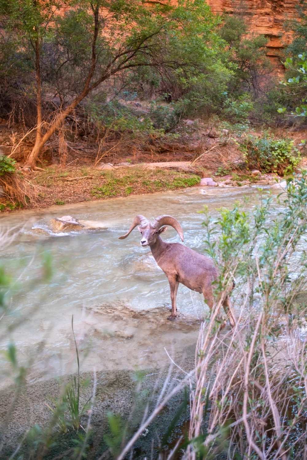 A desert bighorn sheep with full curled horns standing in the milky-turquoise creek below red rock