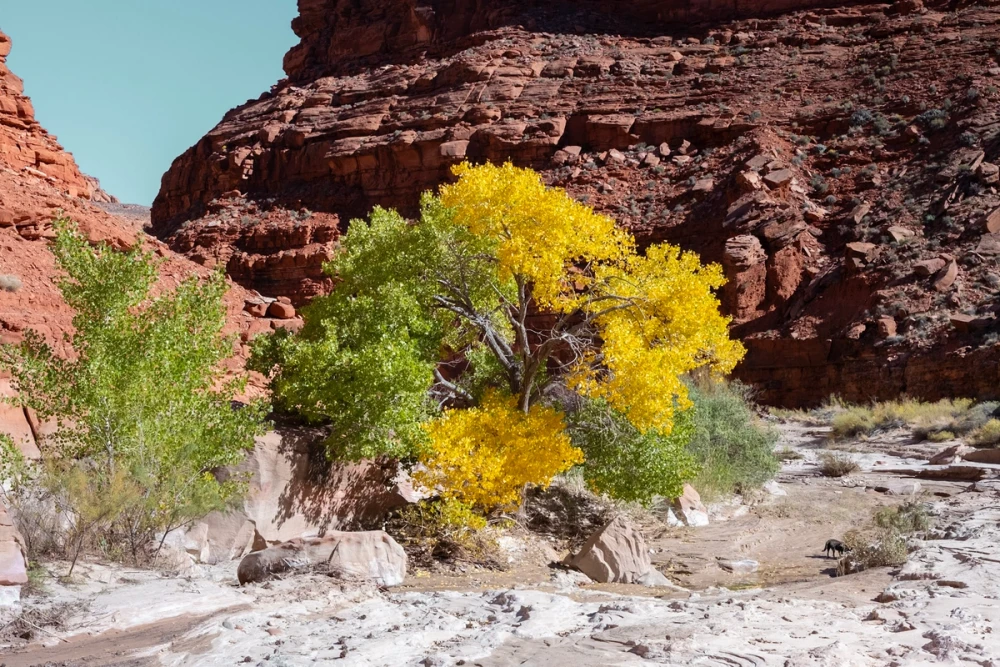 A cottonwood turning bright yellow against red canyon walls in fall