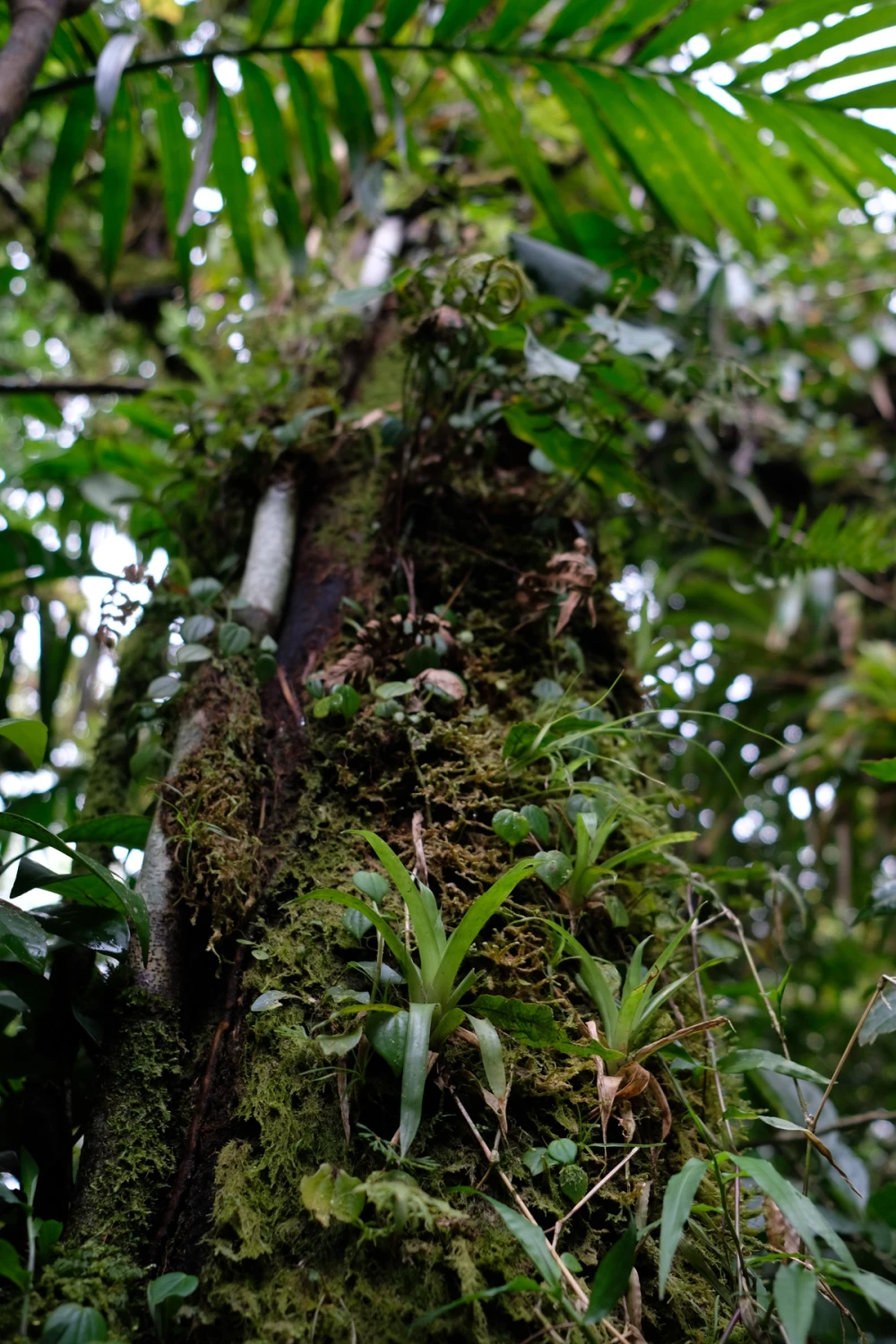 A branch loaded with bromeliads, ferns, and moss seen against the cloud-forest canopy