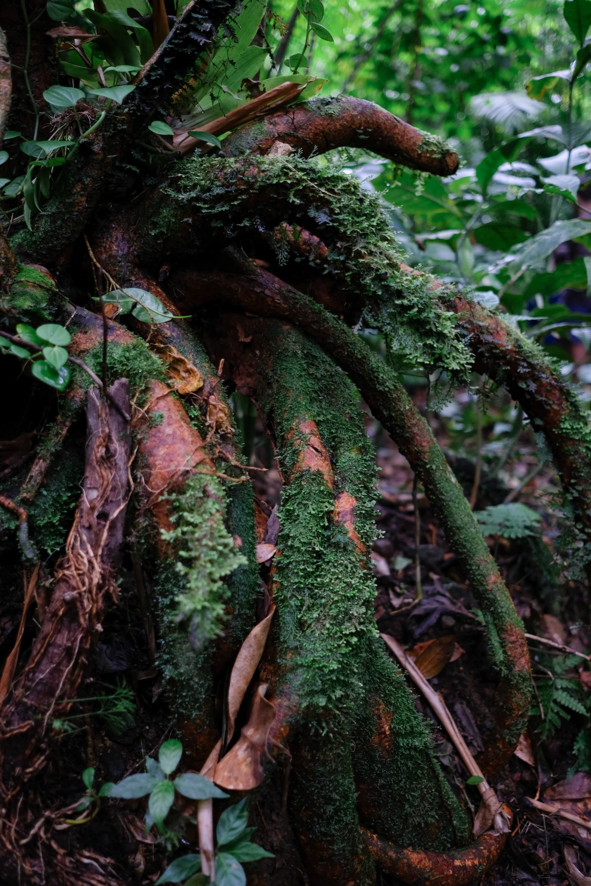 Gnarled tree roots cloaked in thick green moss spilling across the cloud-forest floor