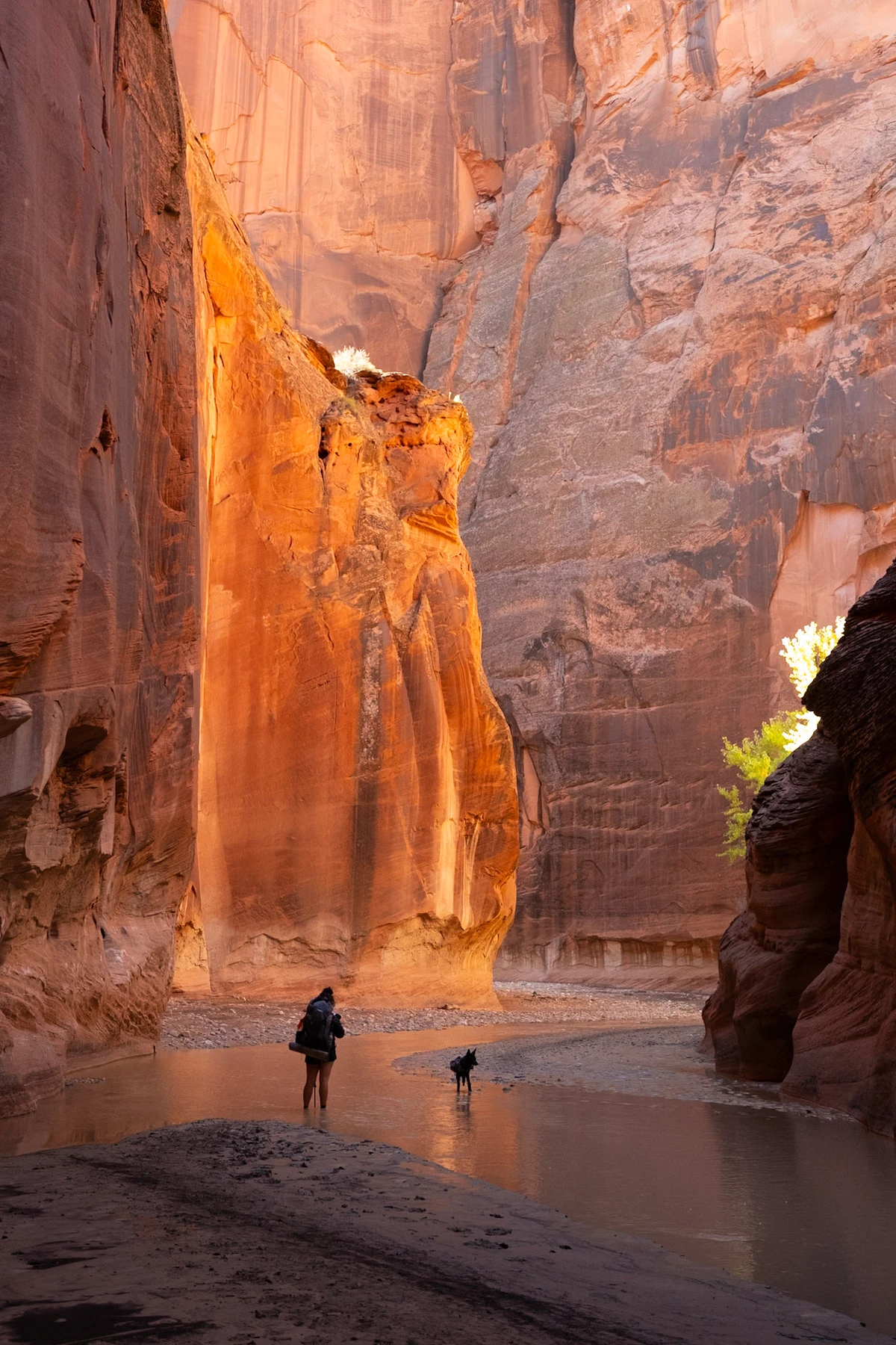 A hiker and dog small beneath a massive sunlit red canyon wall along the river