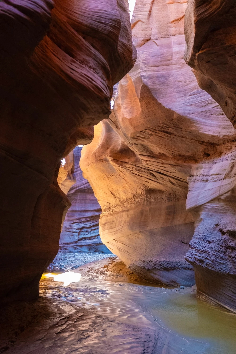 Curving purple and tan sandstone walls above a shallow pool deep in the slot