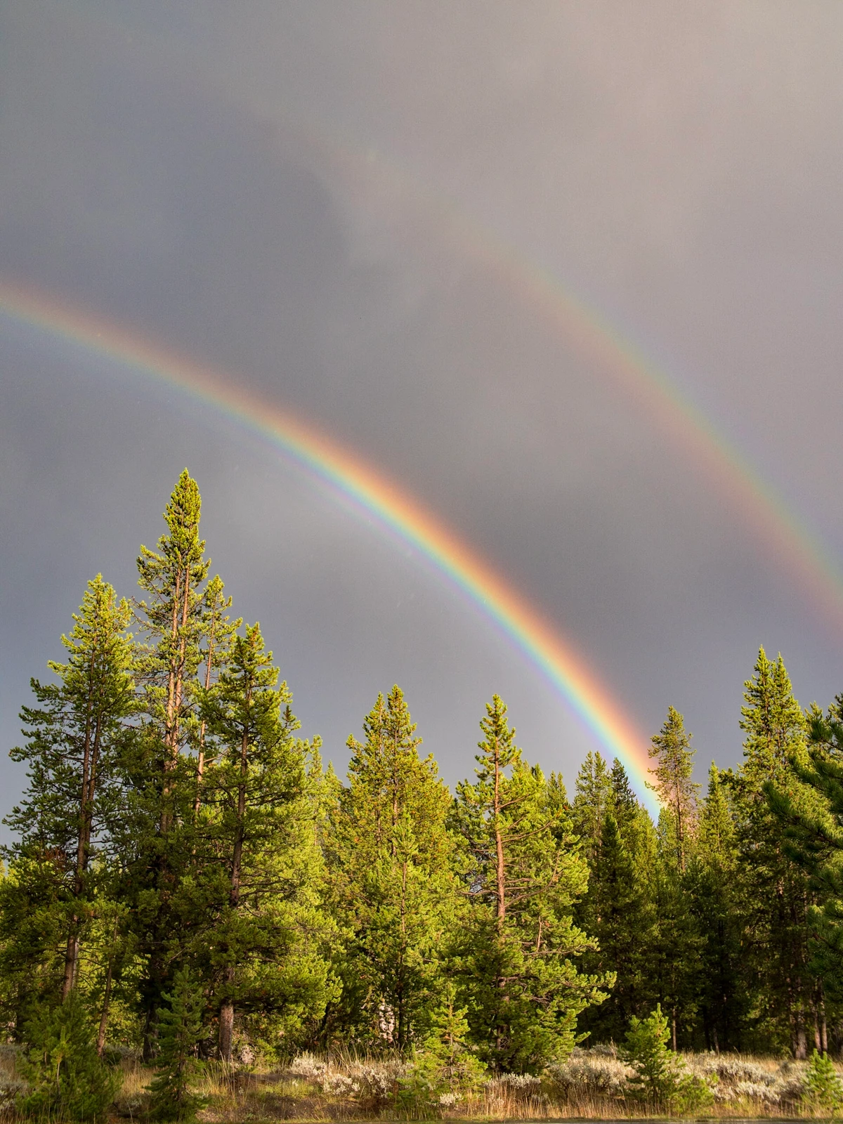 A double rainbow arcing over a stand of sunlit pine forest under a dark, clearing sky