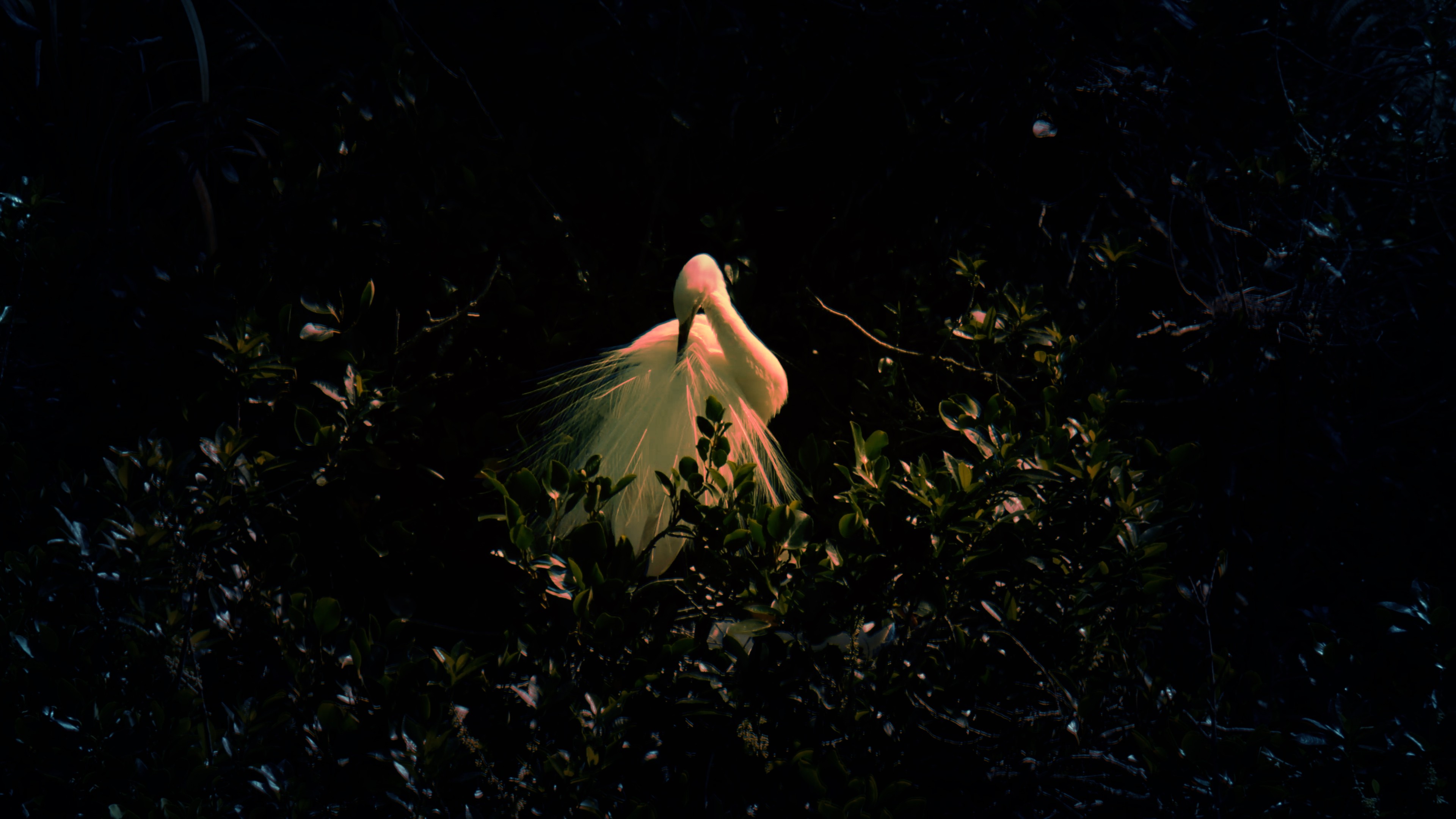 A dark image of a white bird in the bushes with a red light on it.