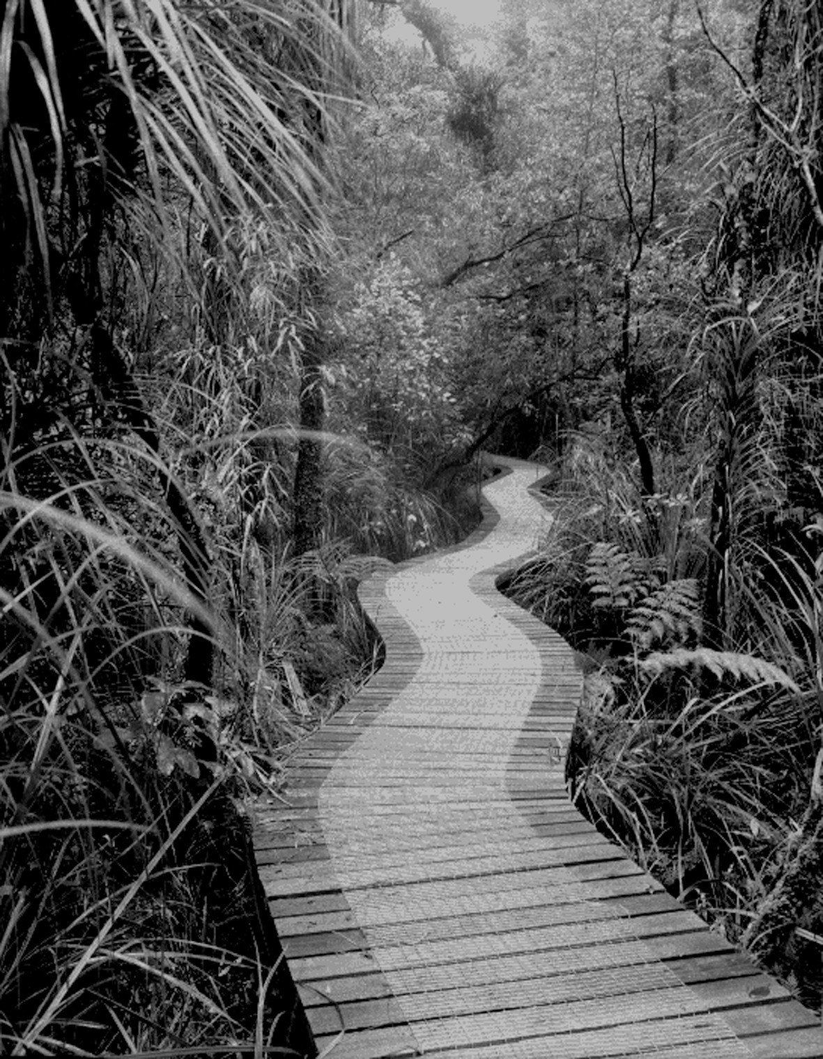 A winding boardwalk pathway disappearing into native forest.