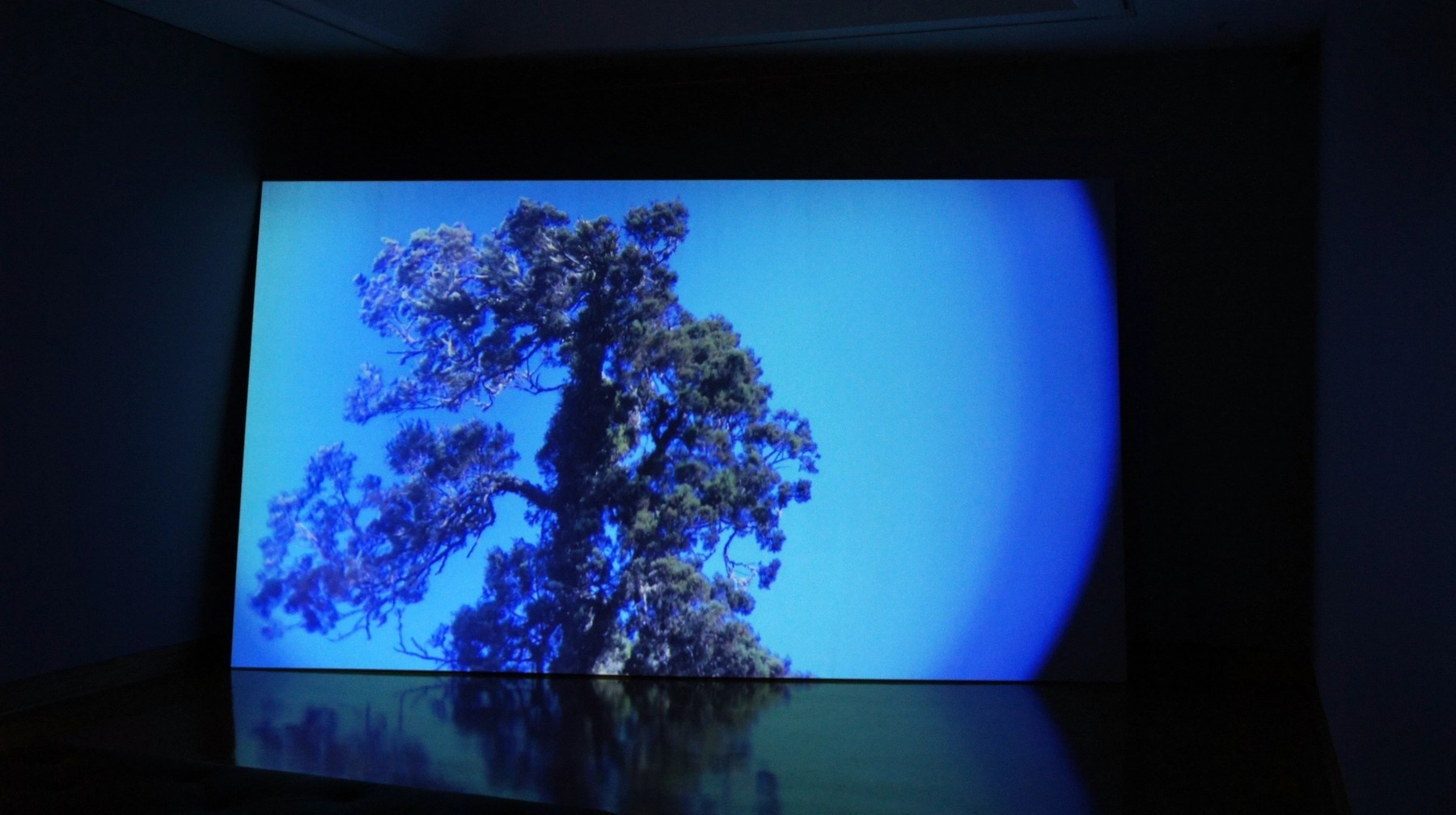 A digital screen featuring a tree cast in blue hues