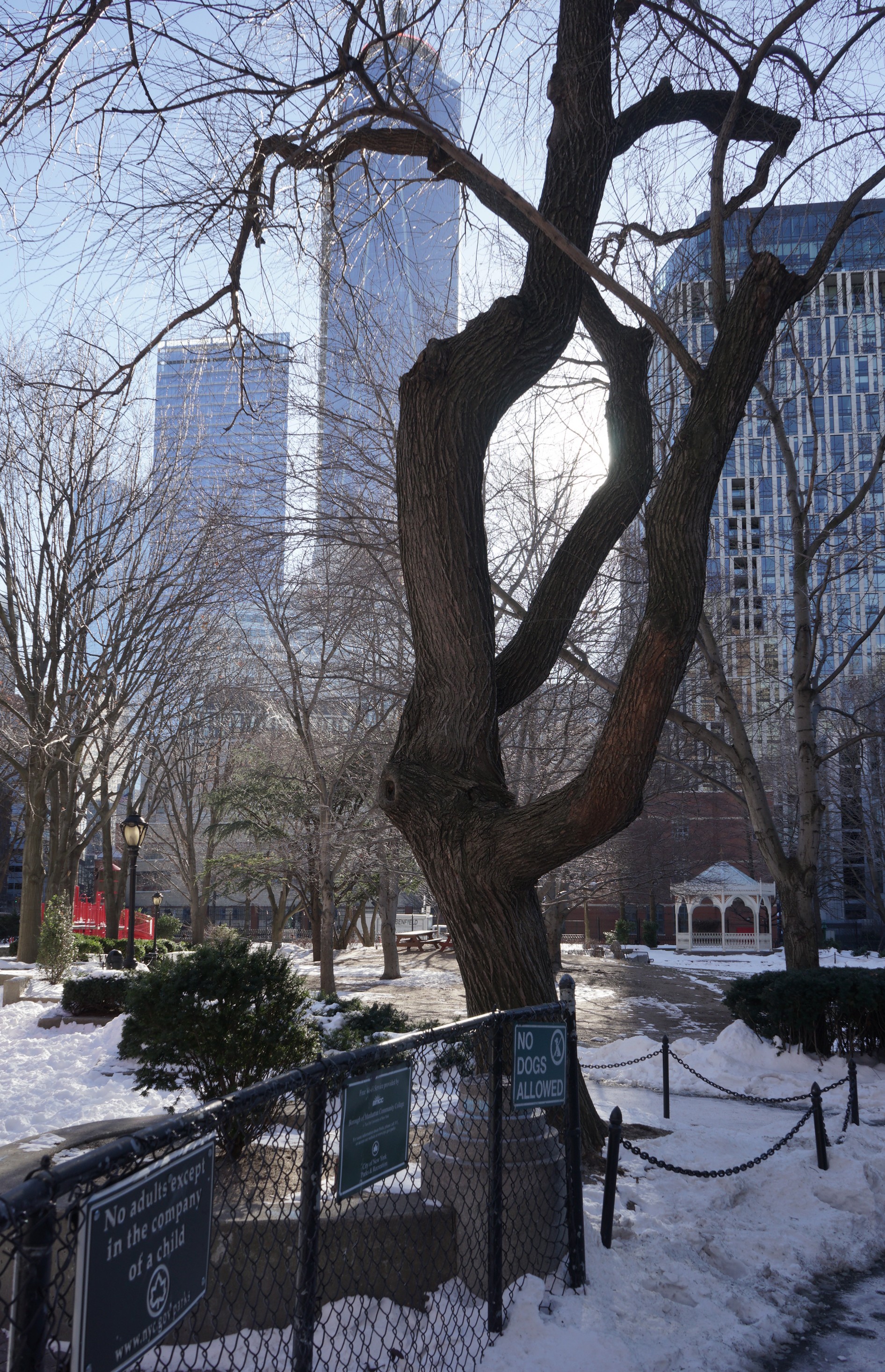 A bare tree, predominantly the trunk, in an urban park with snow on the ground and skyscrapers in the background veiled by leafless tree. 