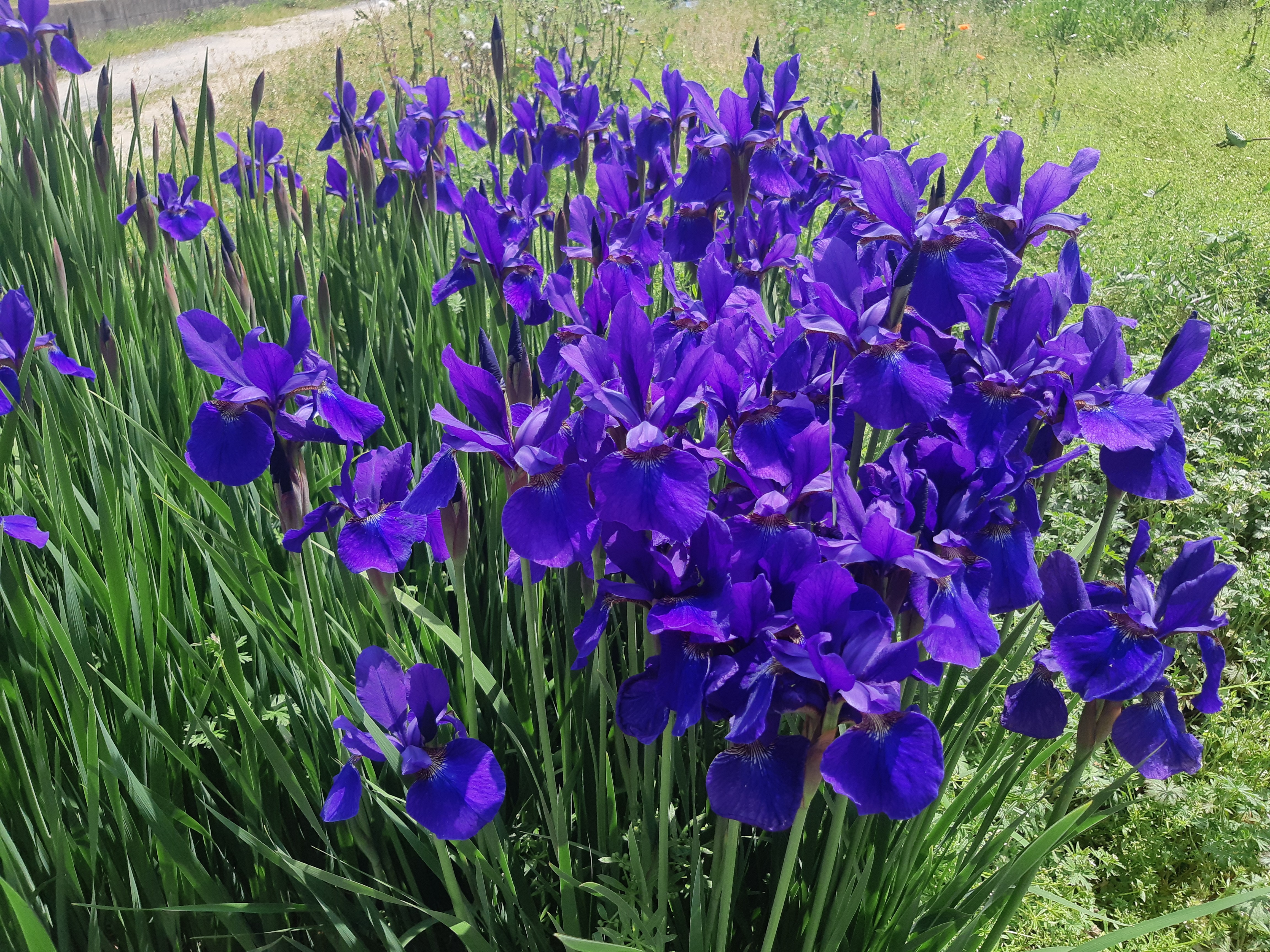 A photo of bright purple irises in front of green grass