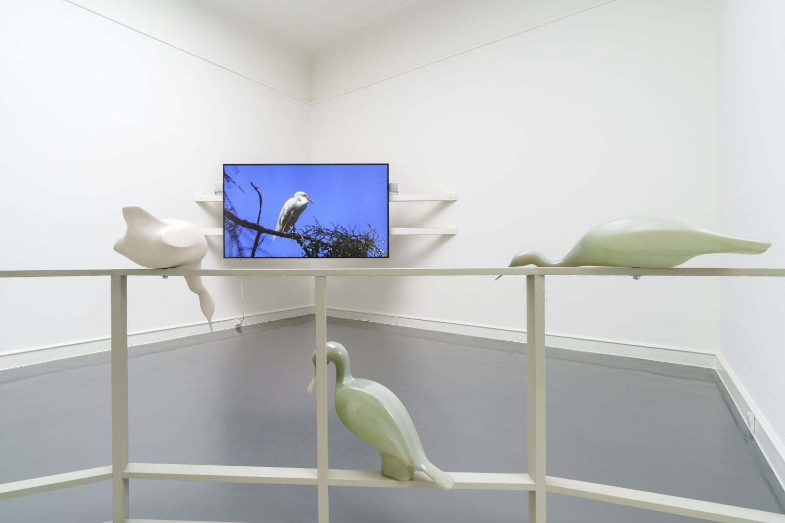 Three cast birds leaning across a railing as a video of another bird plays