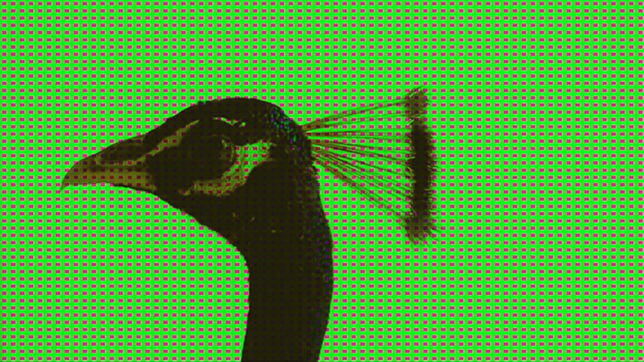a silhouette of a peacock against a green background