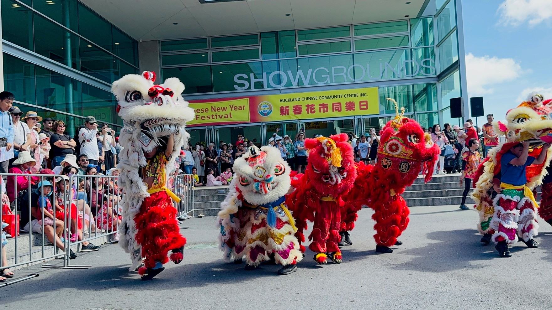 Five lions performing outside a steel building while onlookers stand behind a fence
