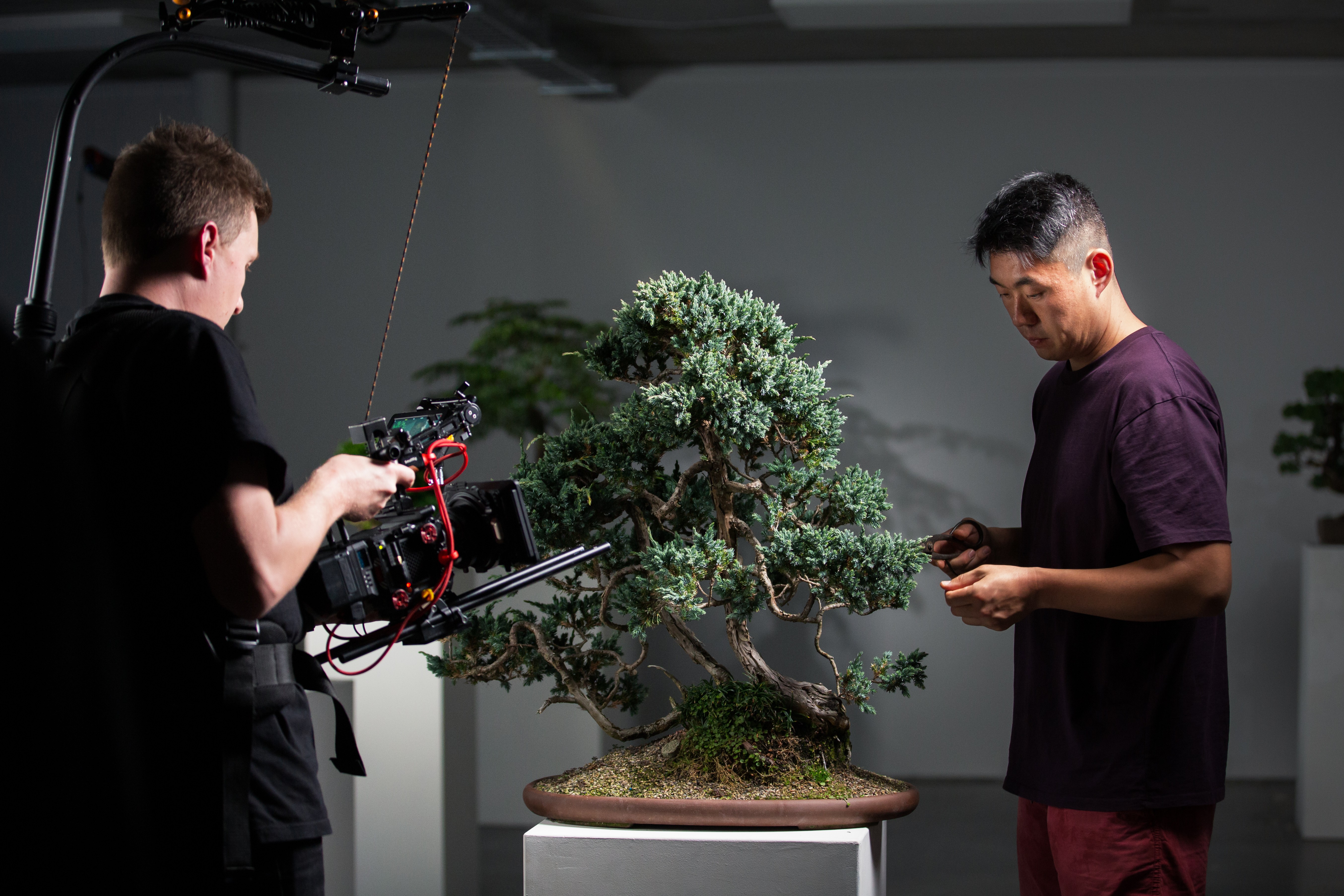 A cameraman films a man tending to a bonsai tree