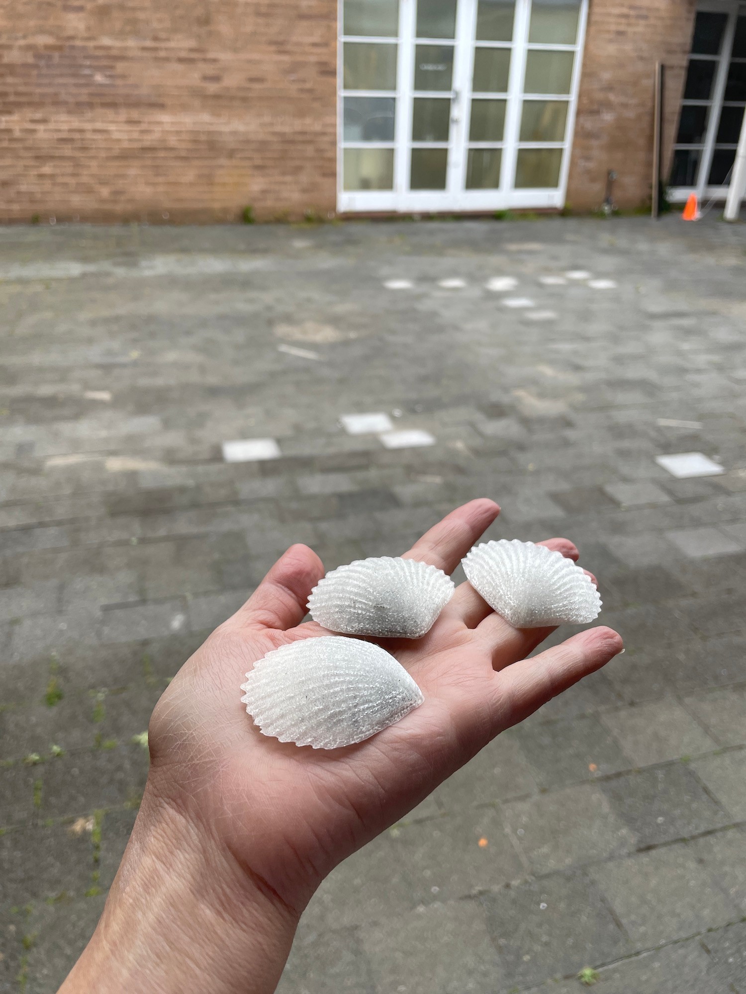 Hand holding three cast scallop shells