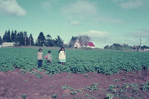 Photograph from the 1960s or 70s of three Indian children standing in a market garden.