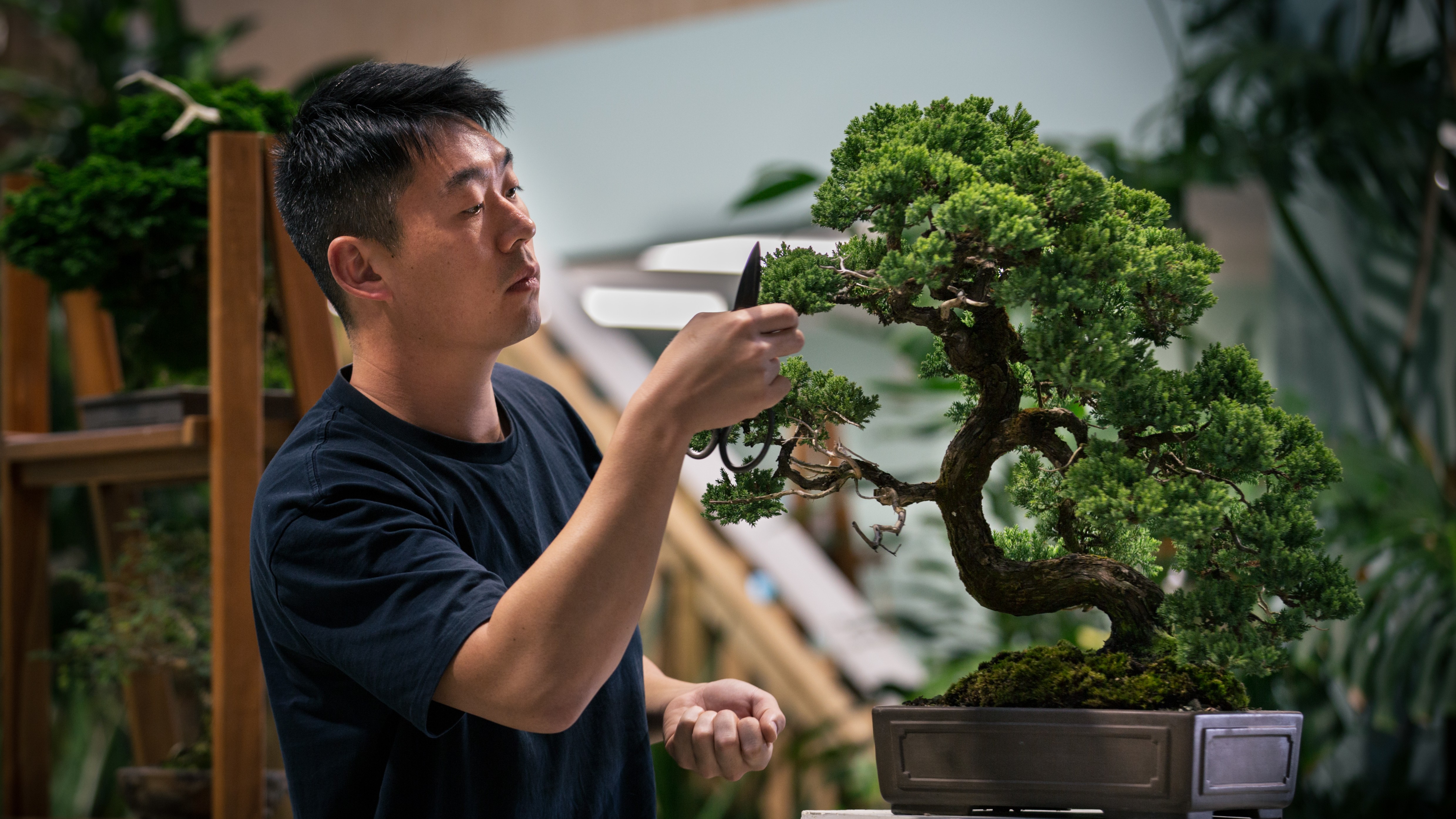 A man with short black hair tends to a large bonsai tree