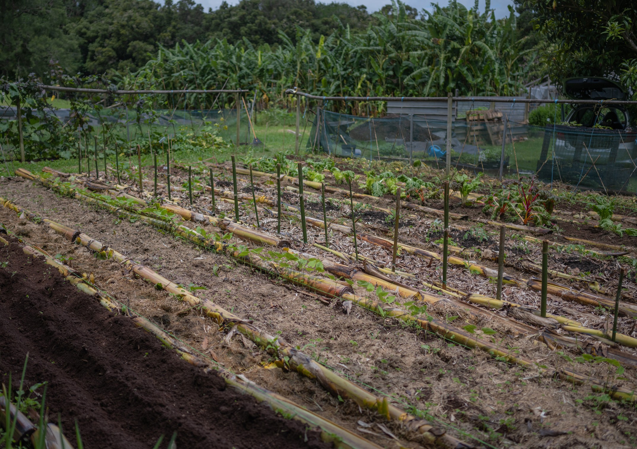 A garden using banana-trunks as border and ground control