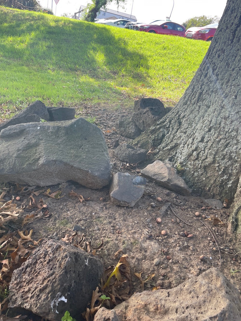 Large rocks at the base of a tree with grass in the background.