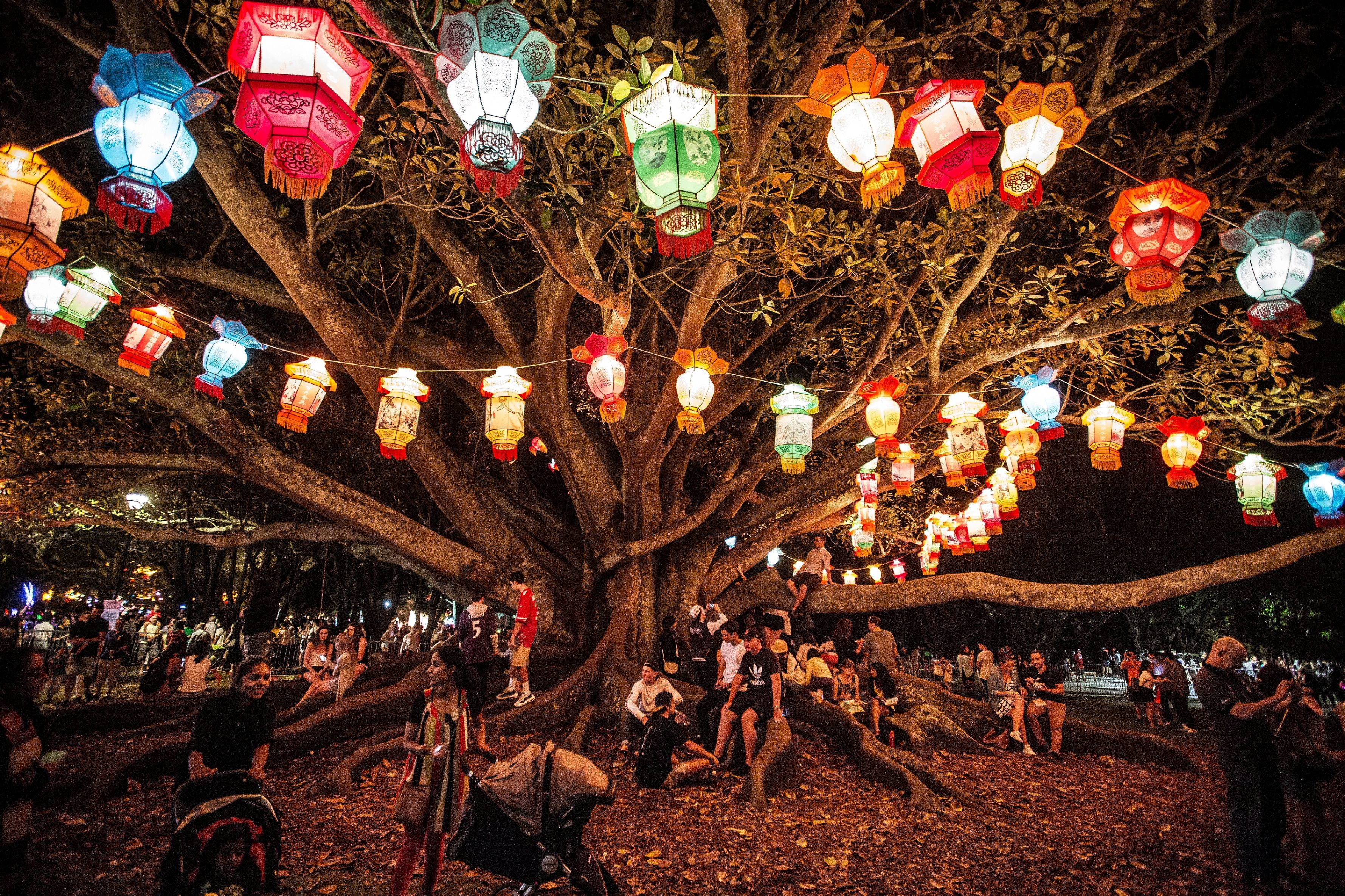 People sitting under a tree with strings of lighted lanterns hanging above