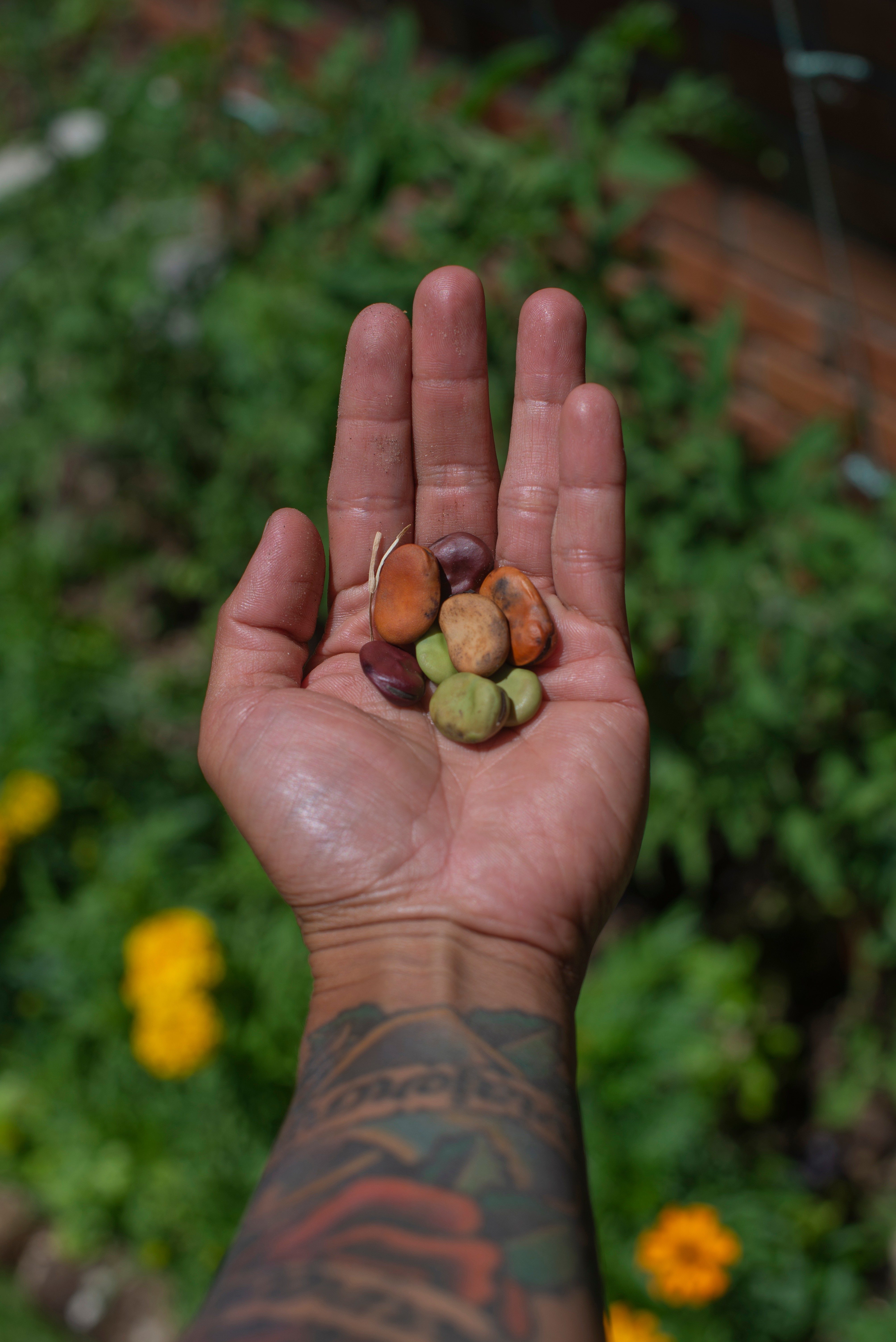 Outstretched hand cradling seeds of many colours.