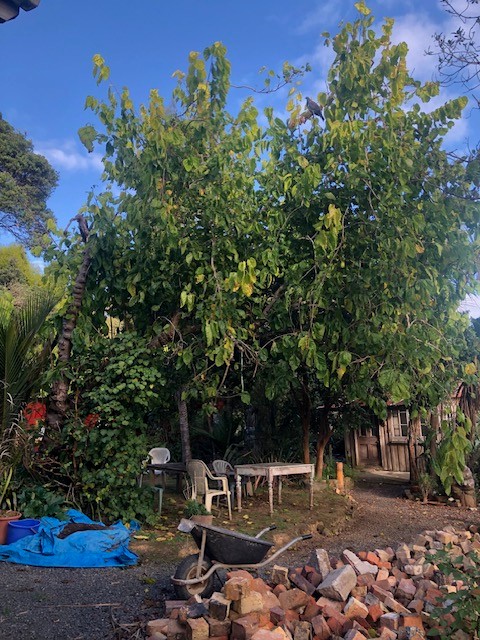 A mulberry tree against a blue sky in a garden with lots of clay.